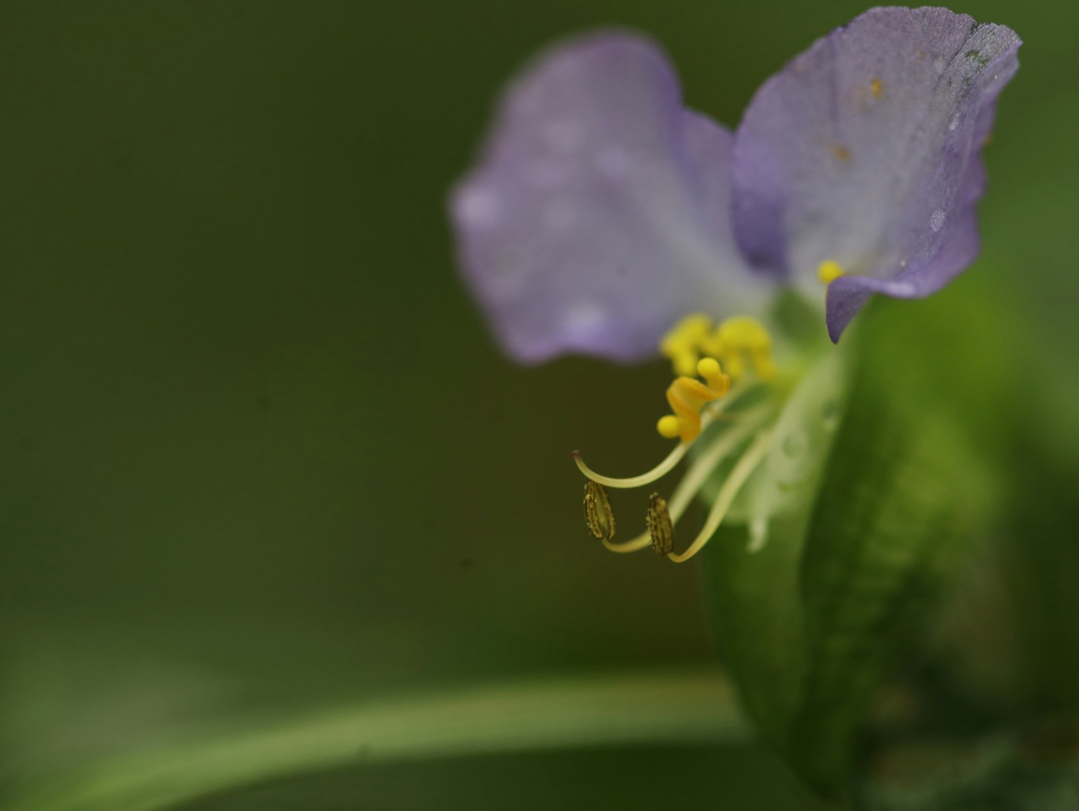 Acercamiento de una flor morada con estambres amarillos y hojas verdes
