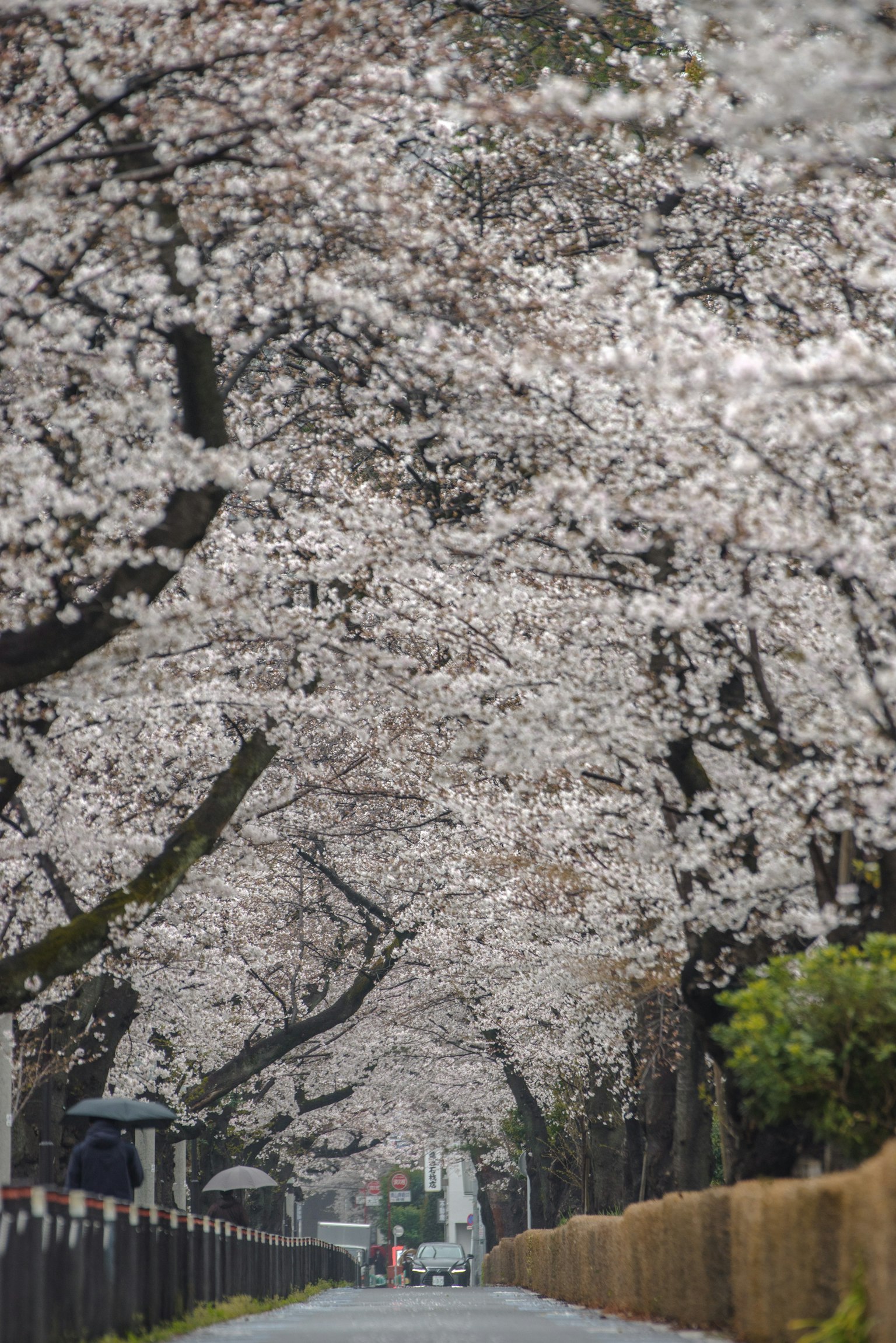 A scenic path lined with blooming cherry blossom trees