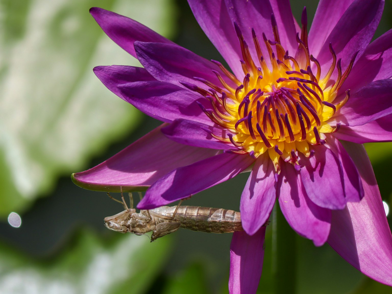 Primo piano di un insetto appollaiato su un fiore di ninfea viola