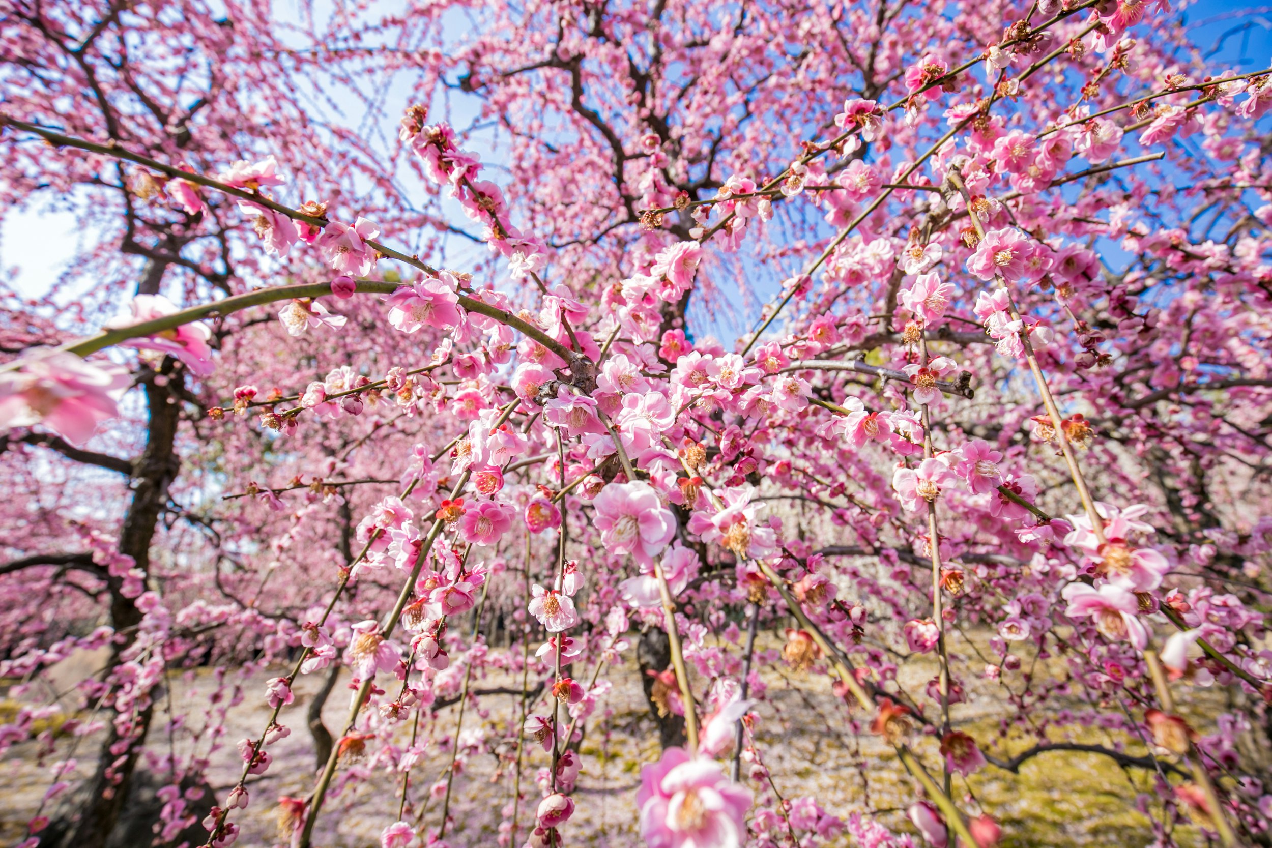 満開の桜の花が枝いっぱいに咲く春の景色