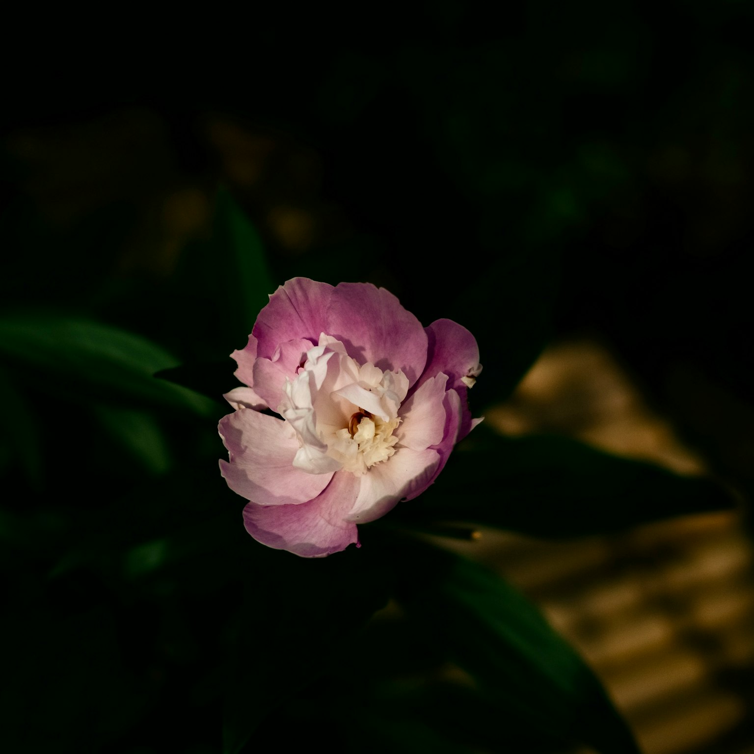 Eine blasslila Blume, die vor einem dunklen Hintergrund blüht