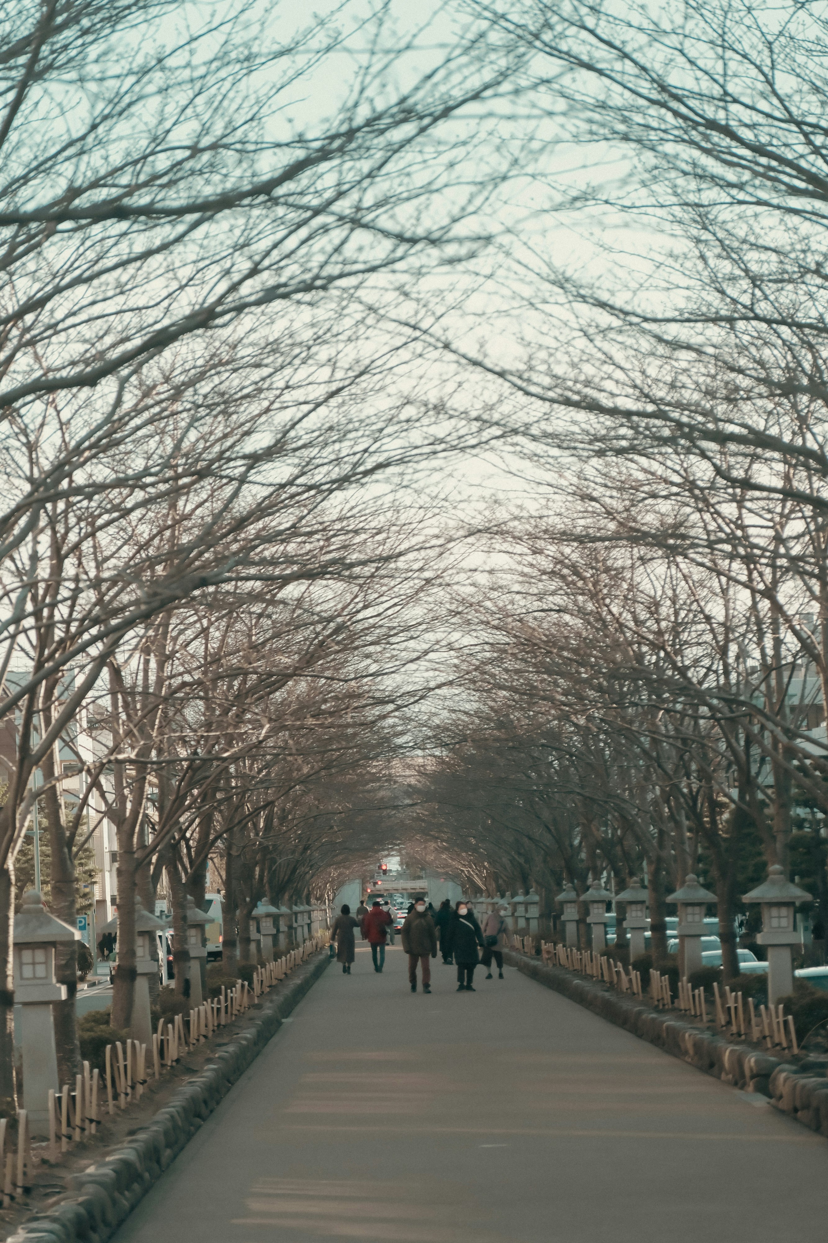 people walking along a tree-lined avenue in winter