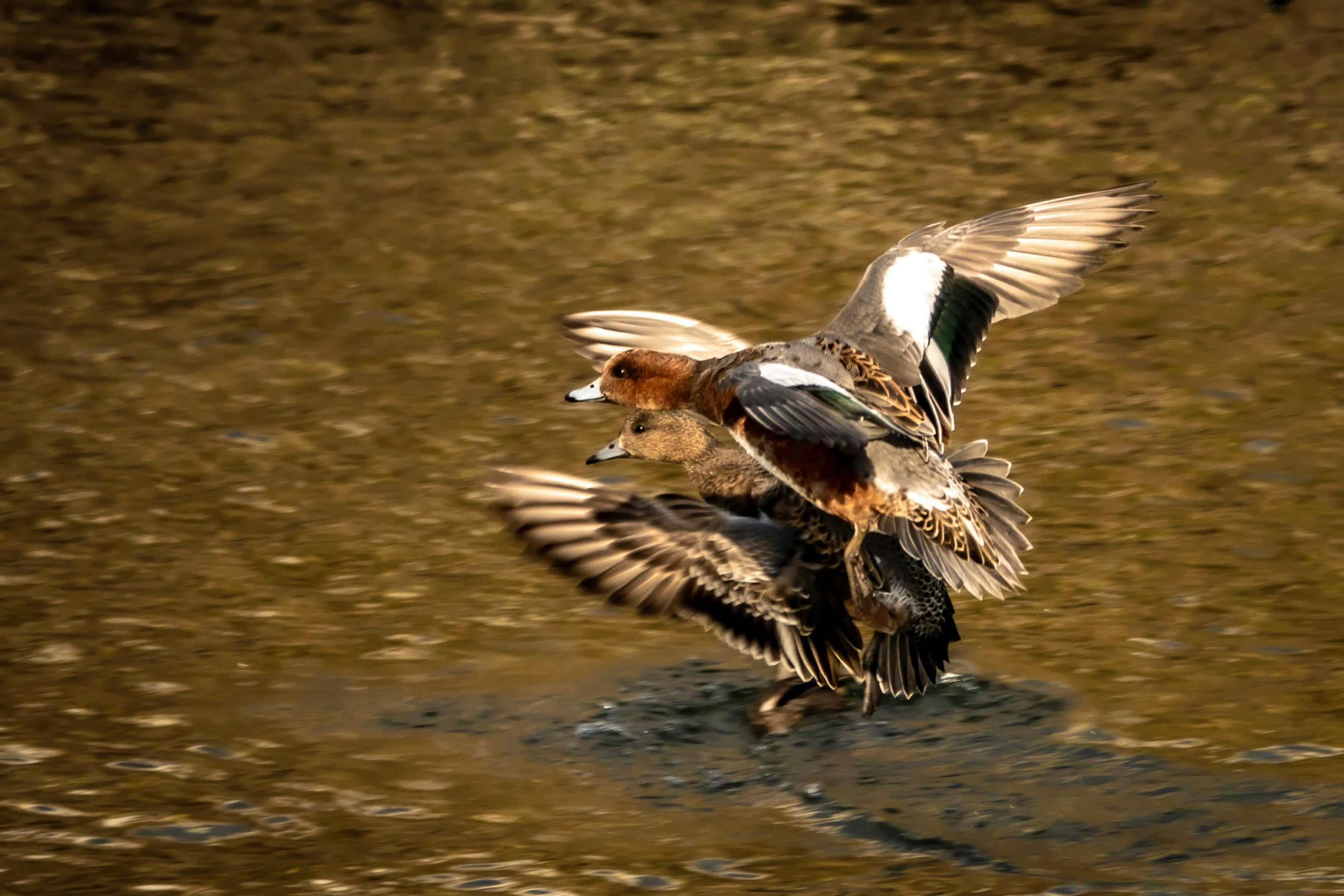 鴨の着水で水しぶきが上がる瞬間の野鳥画像