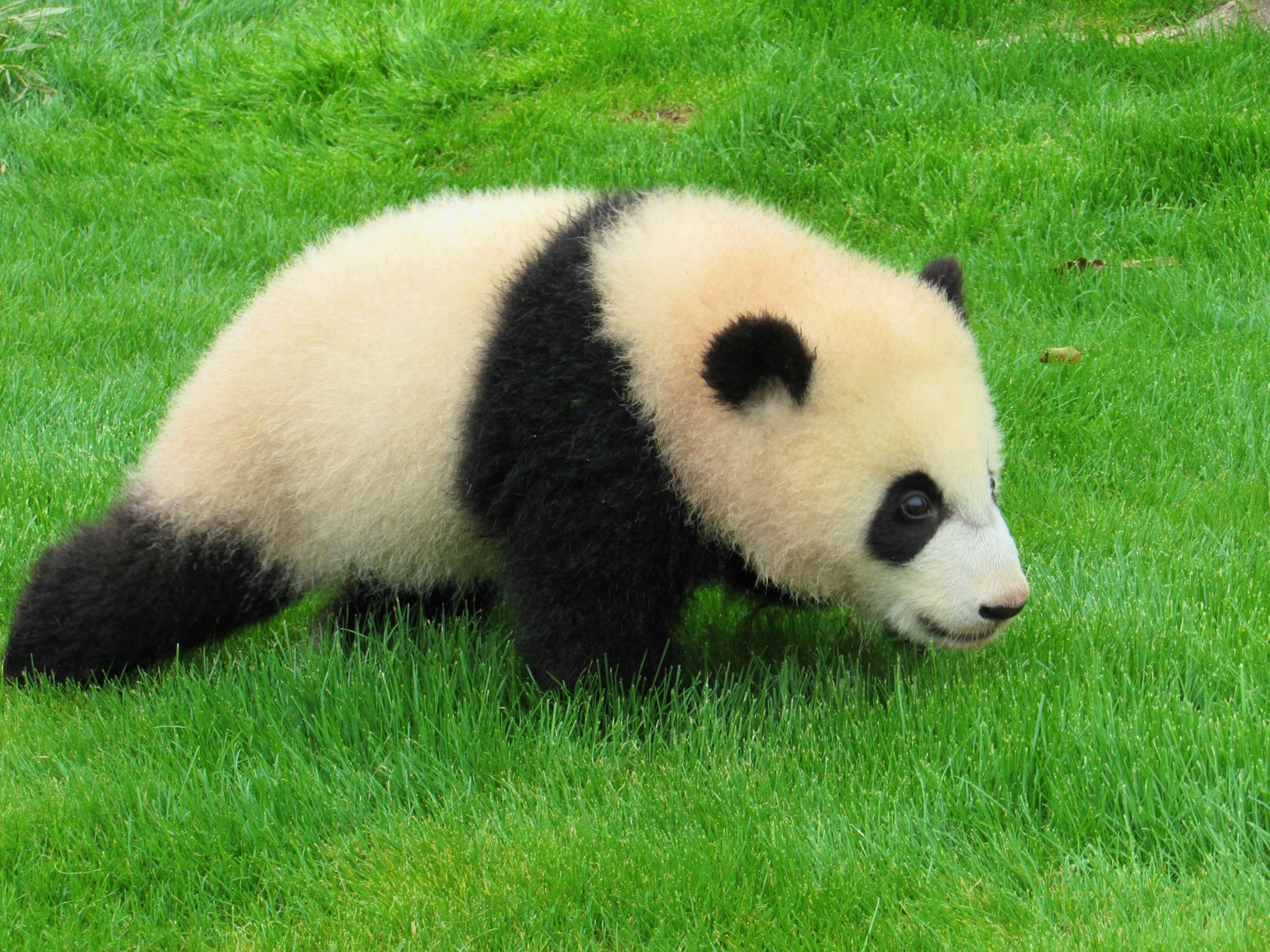 Süßes Baby-Panda, das über Gras läuft