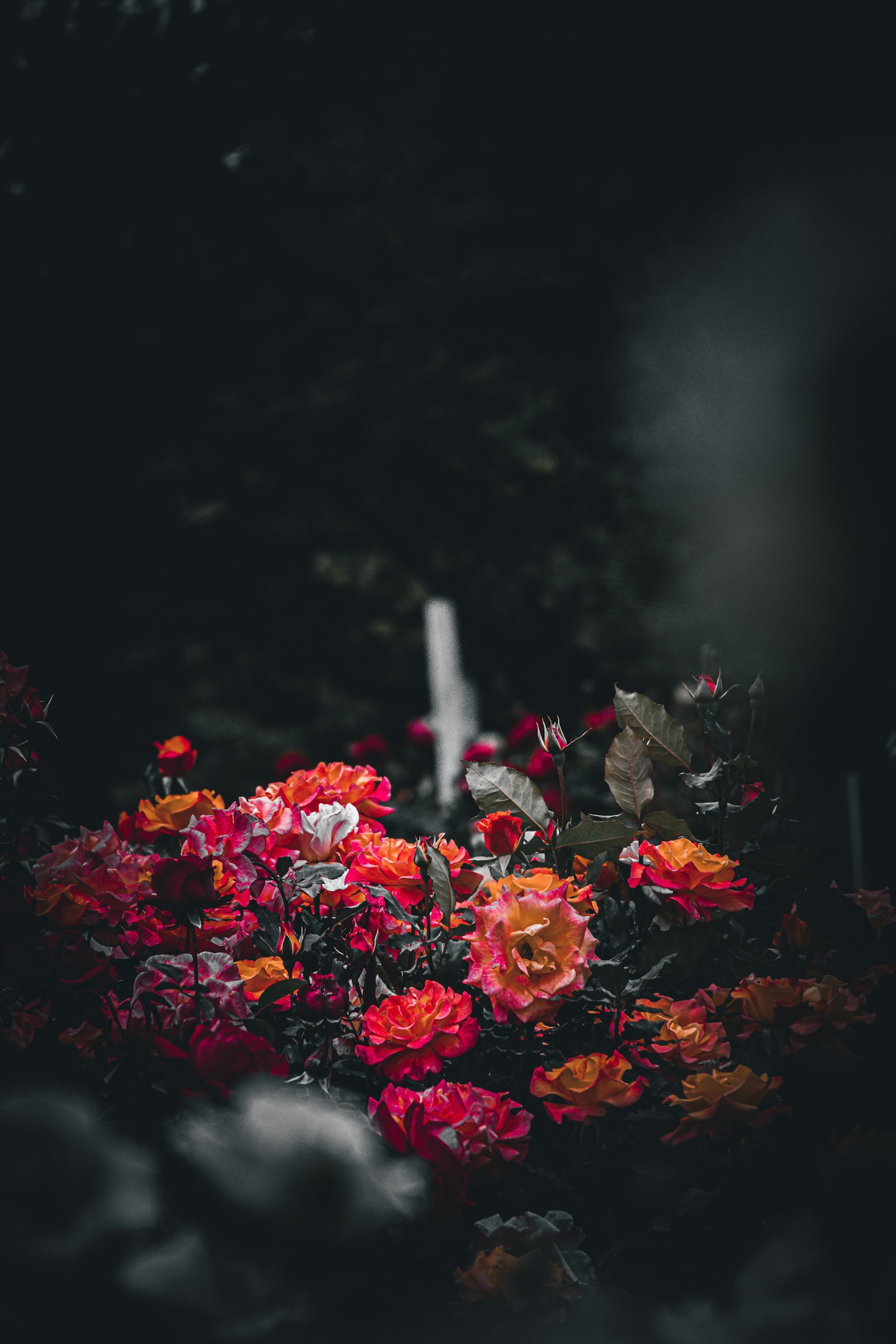 Lebendige rote und orange Blumen blühen vor einem dunklen Hintergrund