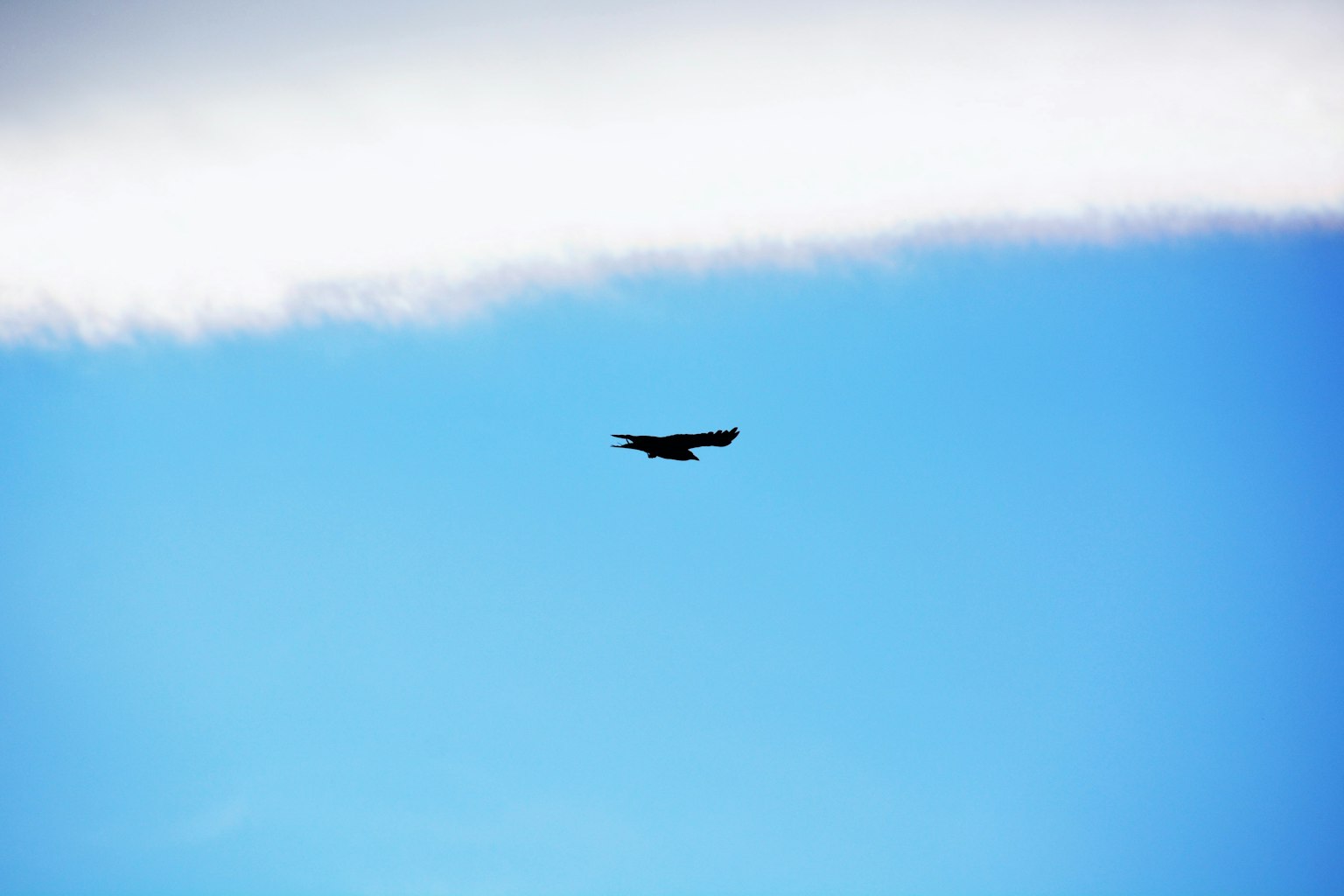 Silhouette of a black bird flying in a blue sky