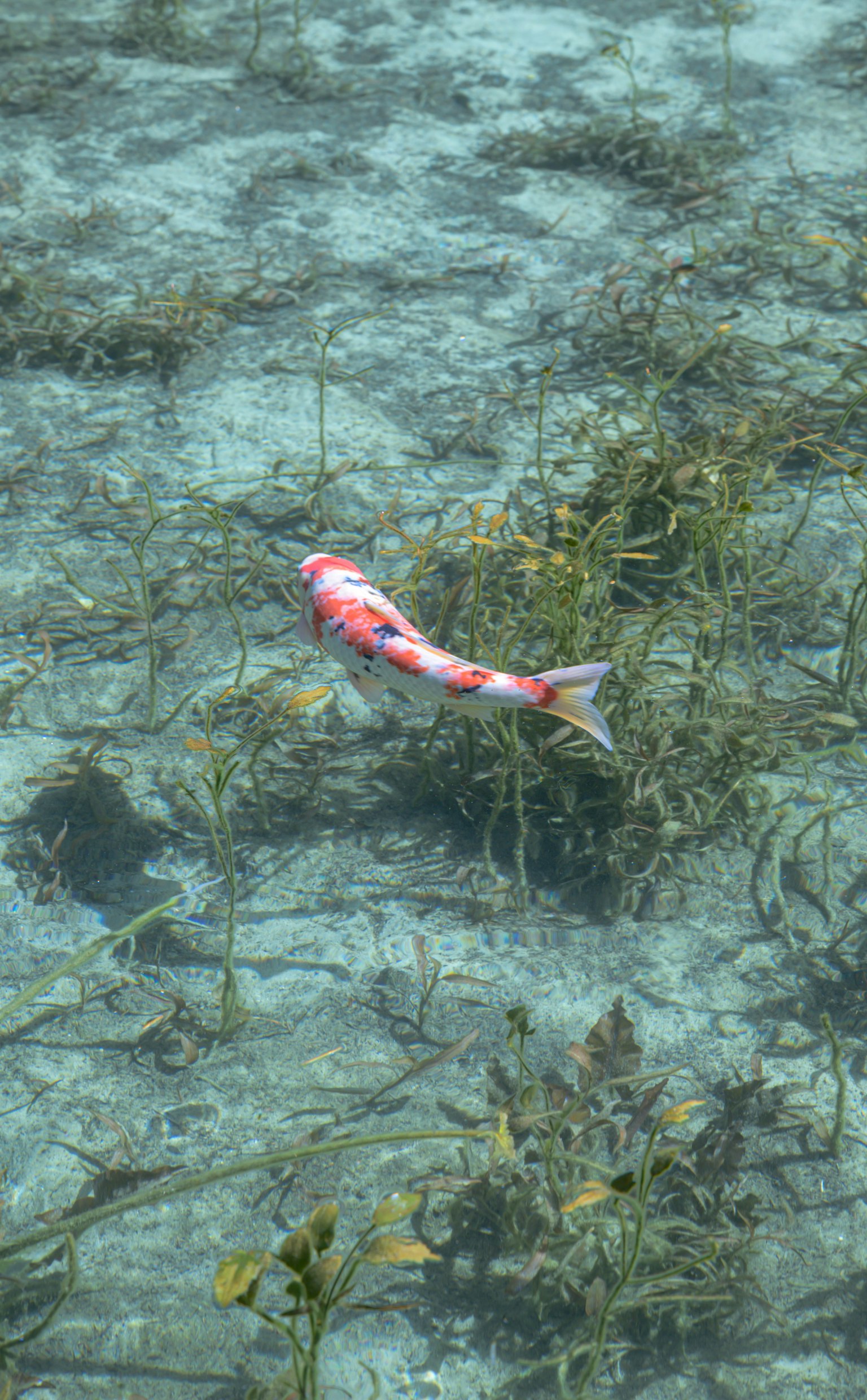 Ikan merah yang berenang di antara rumput laut bawah air