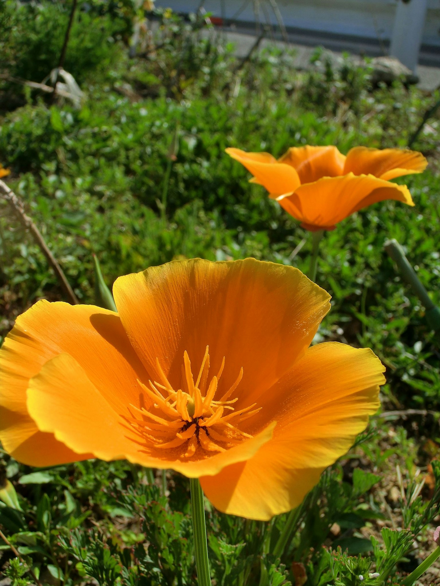 Fleurs de pavot orange vif fleurissant dans un jardin