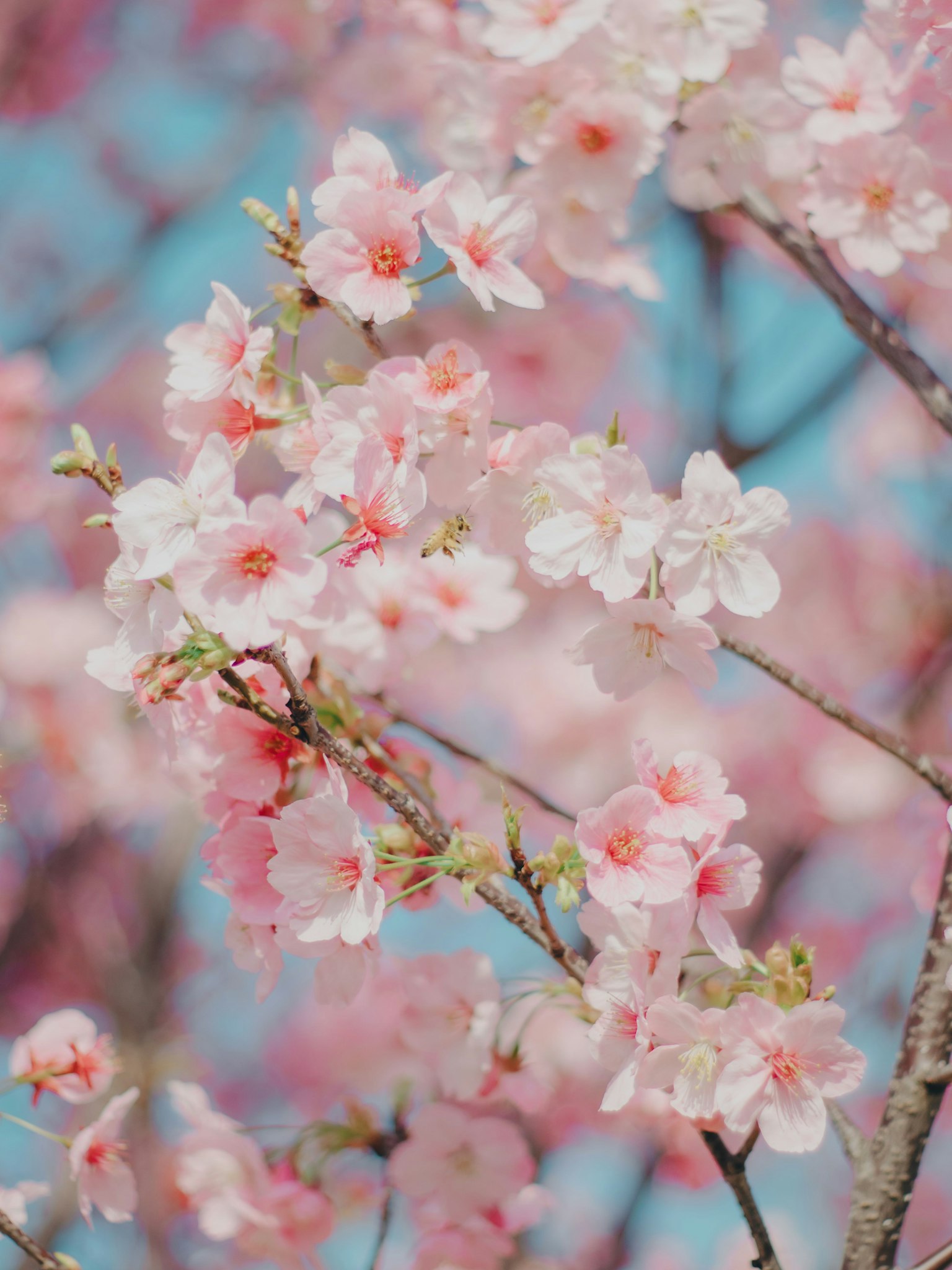 Primo piano di rami di ciliegio con fiori rosa pallido contro un cielo blu