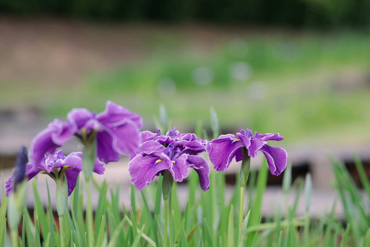 Beautiful purple flowers blooming among green grass
