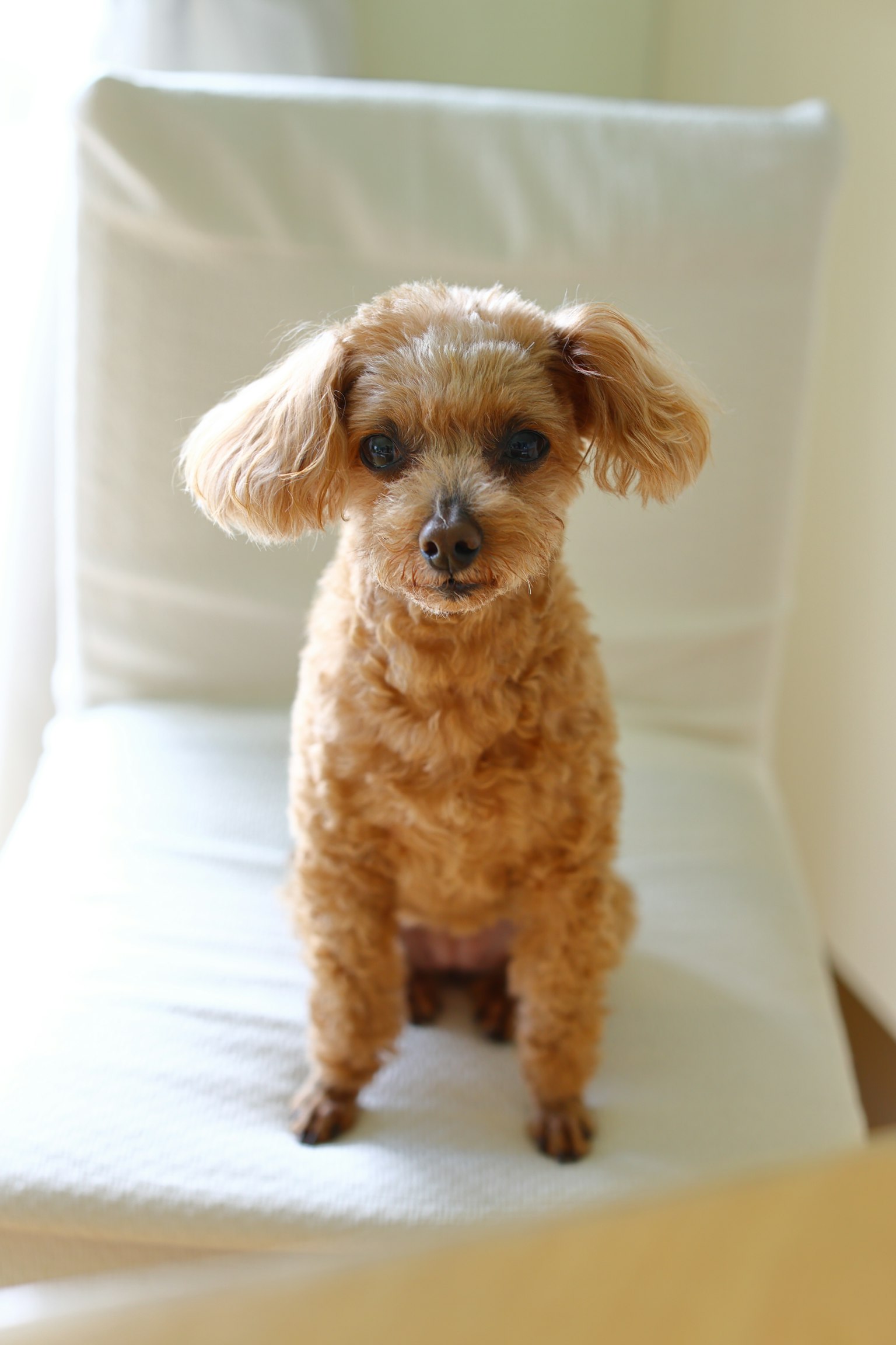 Seekor poodle mainan coklat kecil duduk di kursi putih