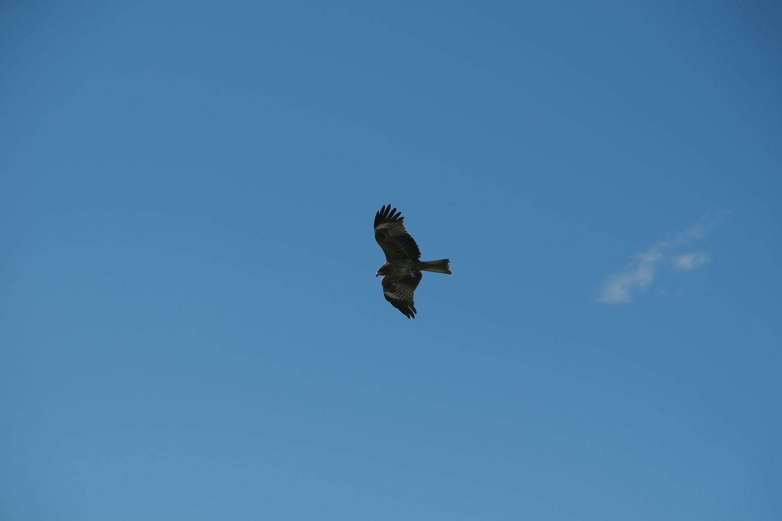 Un falco che vola contro un cielo blu chiaro