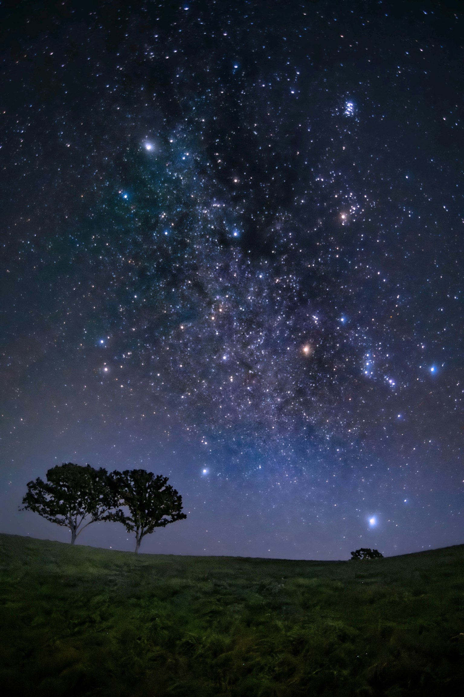 Un paesaggio con un cielo stellato e due alberi in controluce
