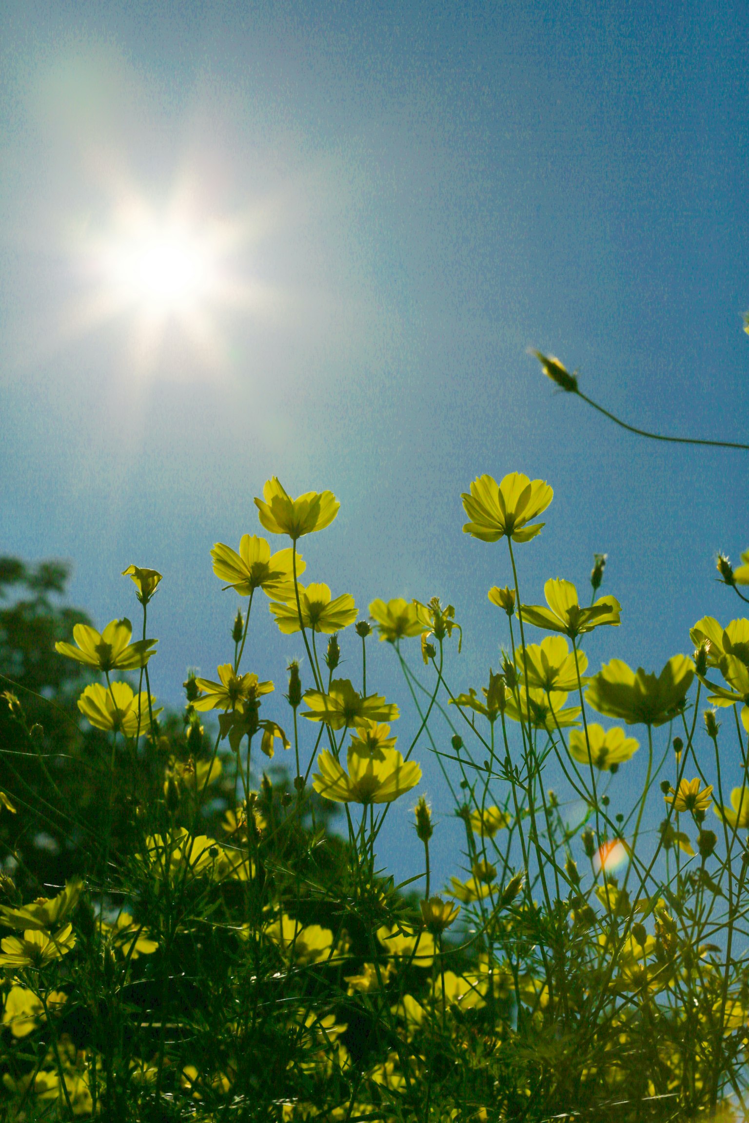 Flores amarillas floreciendo bajo un cielo azul brillante con sol