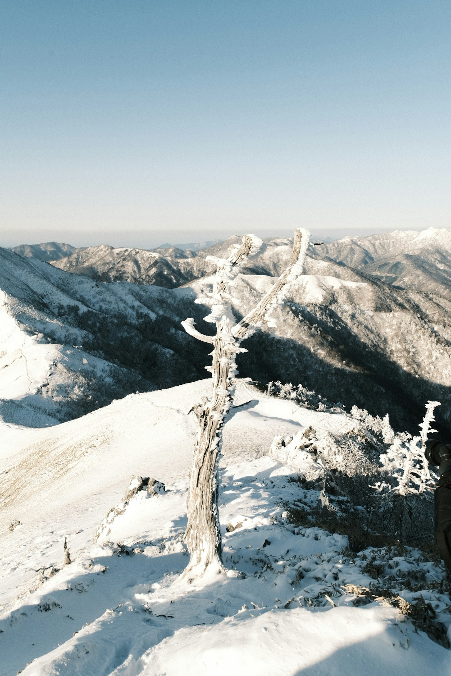 Paisaje montañoso cubierto de nieve con un árbol blanco