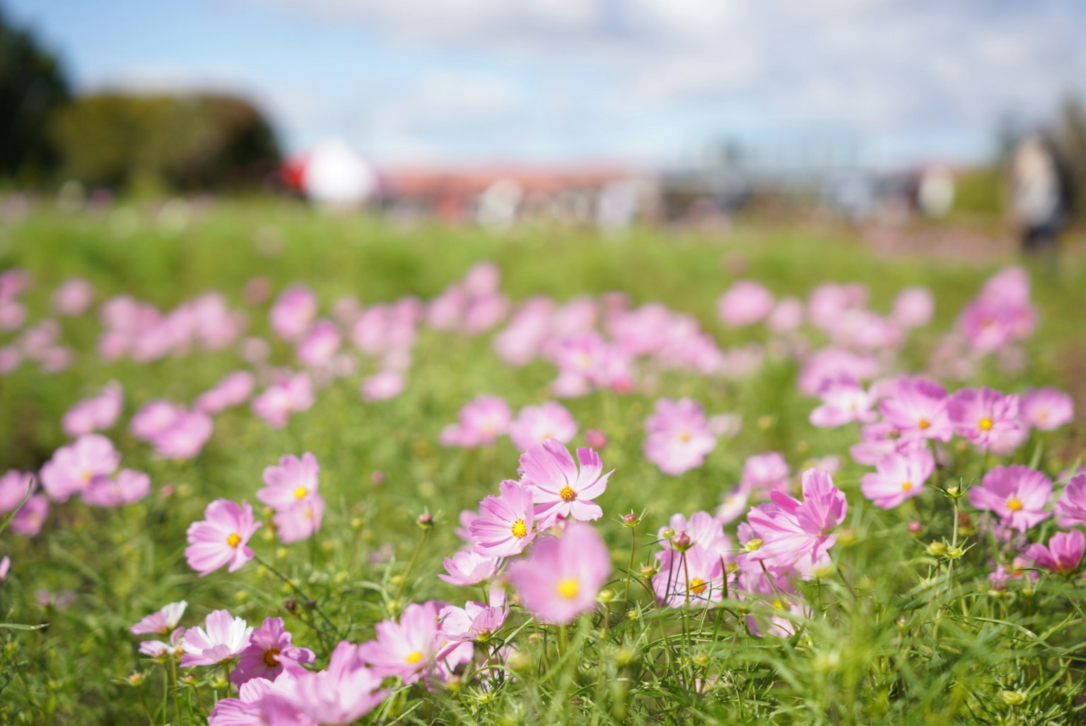 Un campo de flores rosas vibrantes en flor bajo un cielo azul
