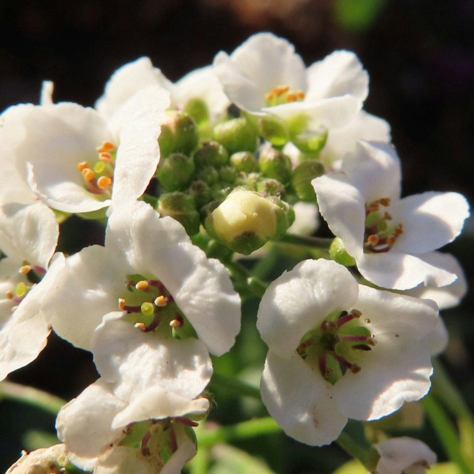 Groupe de fleurs blanches avec de petits bourgeons