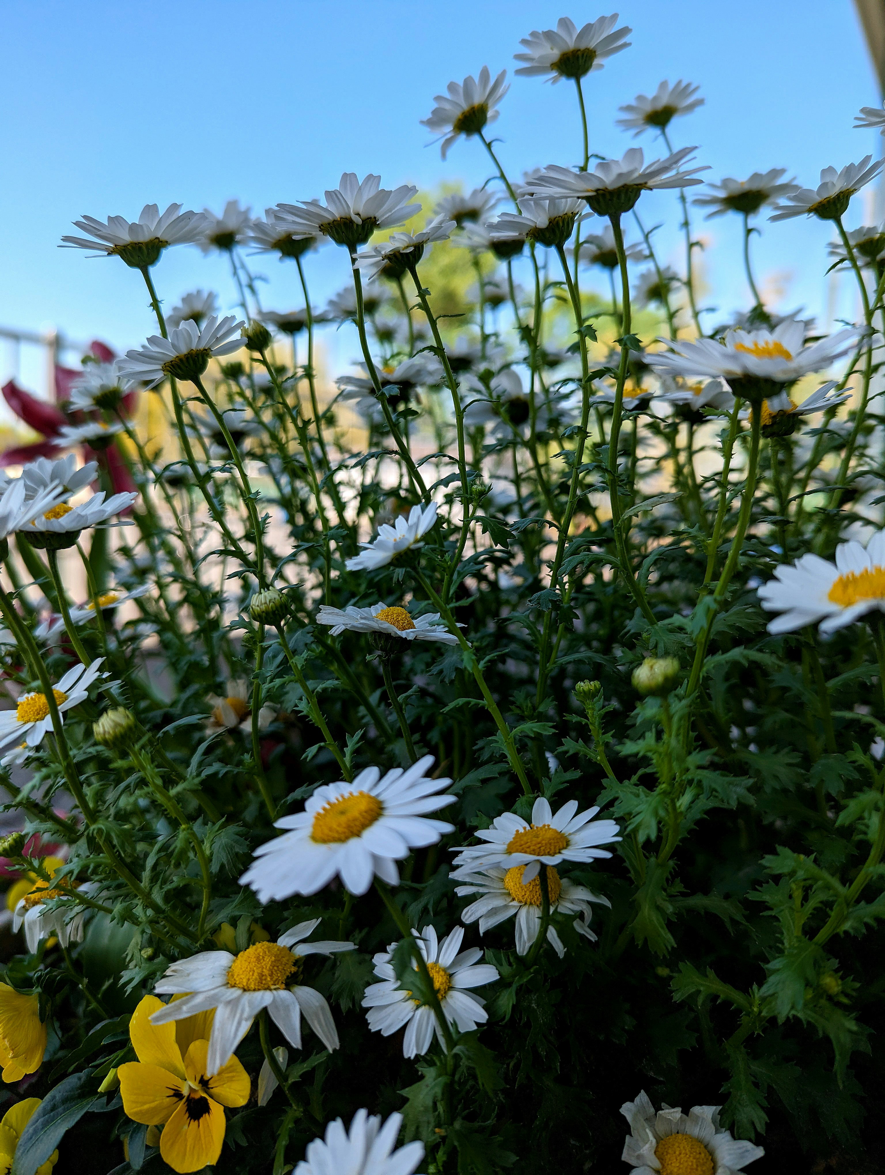春の白い花が咲く花畑の風景