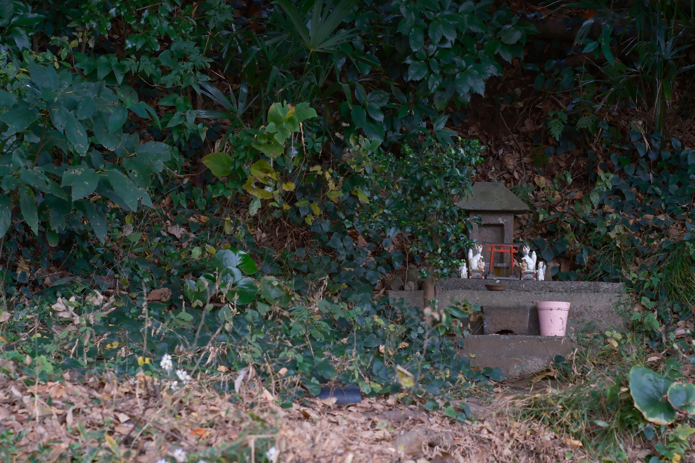 茂みの中に置かれた小さな木箱と植木鉢のある庭