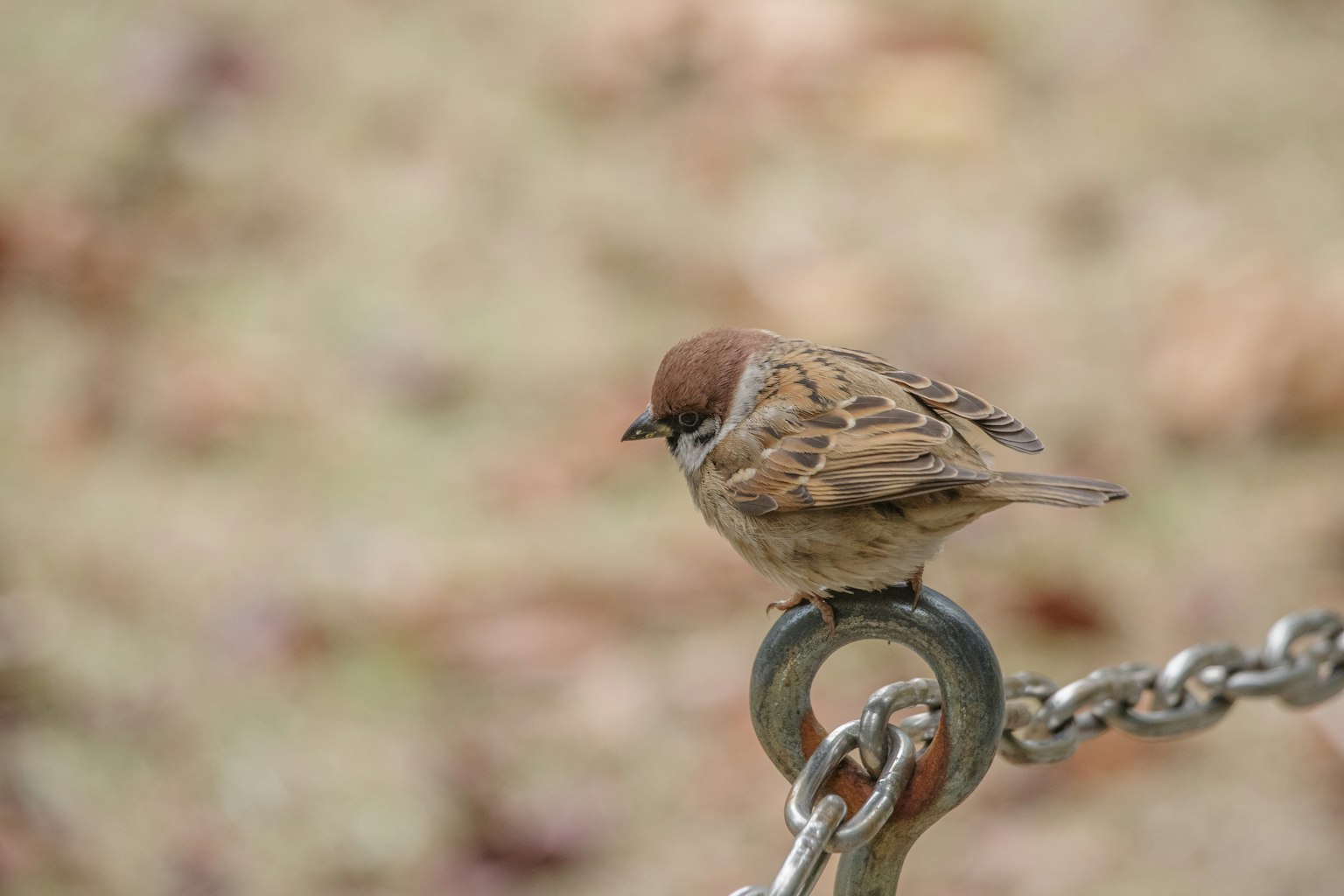 Ein kleiner Vogel sitzt auf einem Metallring einer Kette