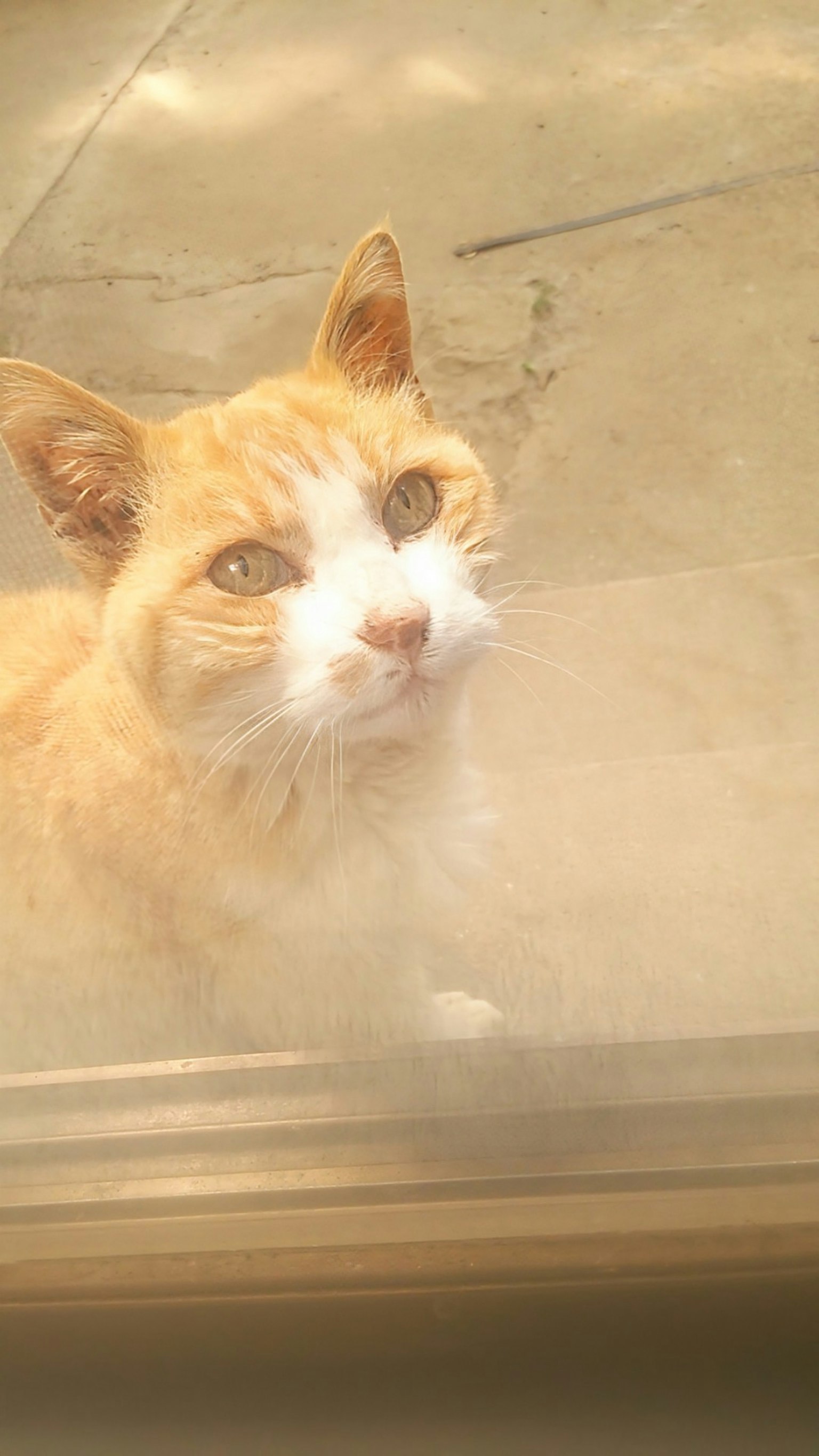 Kedekatan kucing oranye di luar jendela