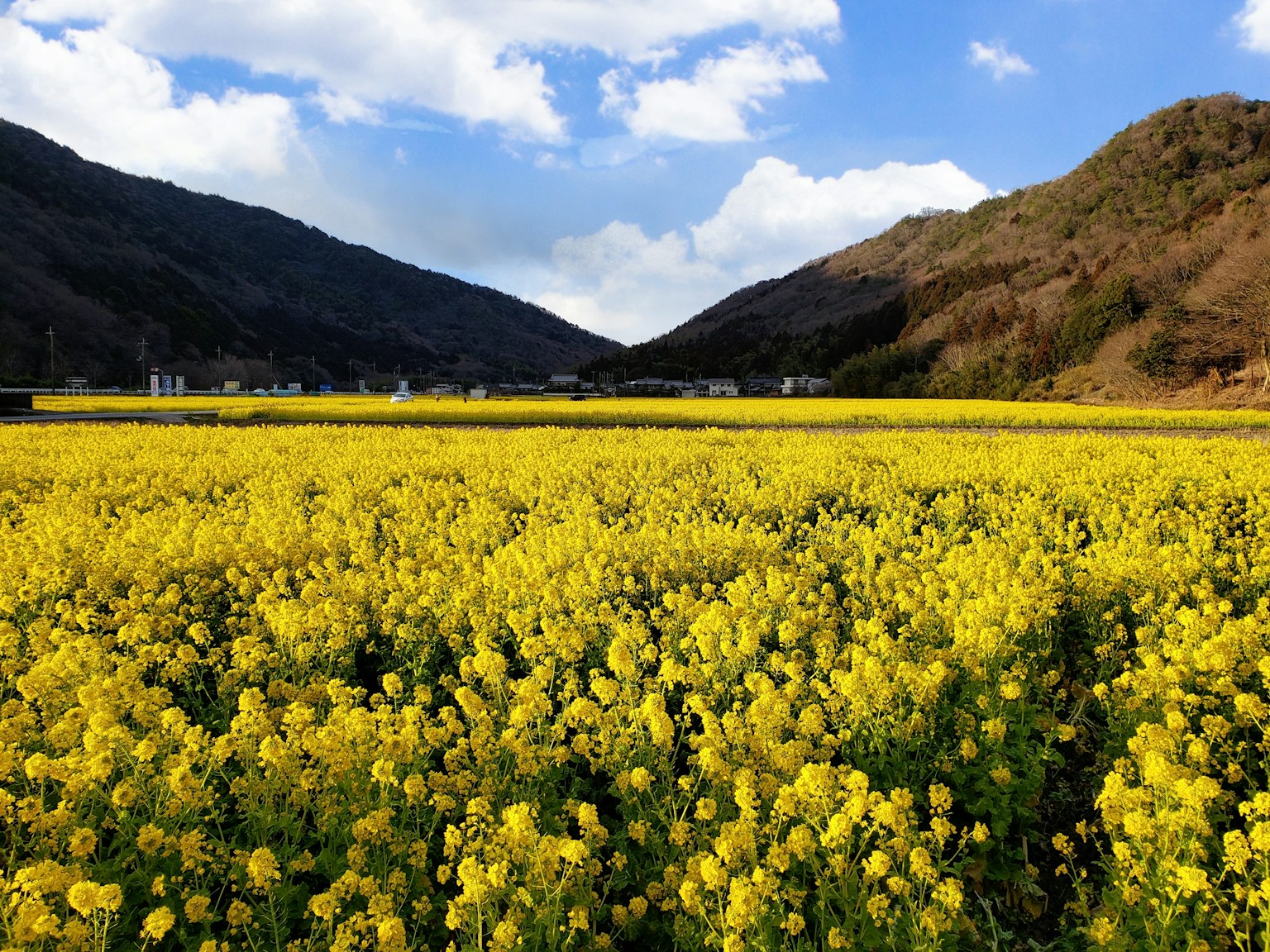 Lanskap bunga rapeseed kuning di bawah langit biru