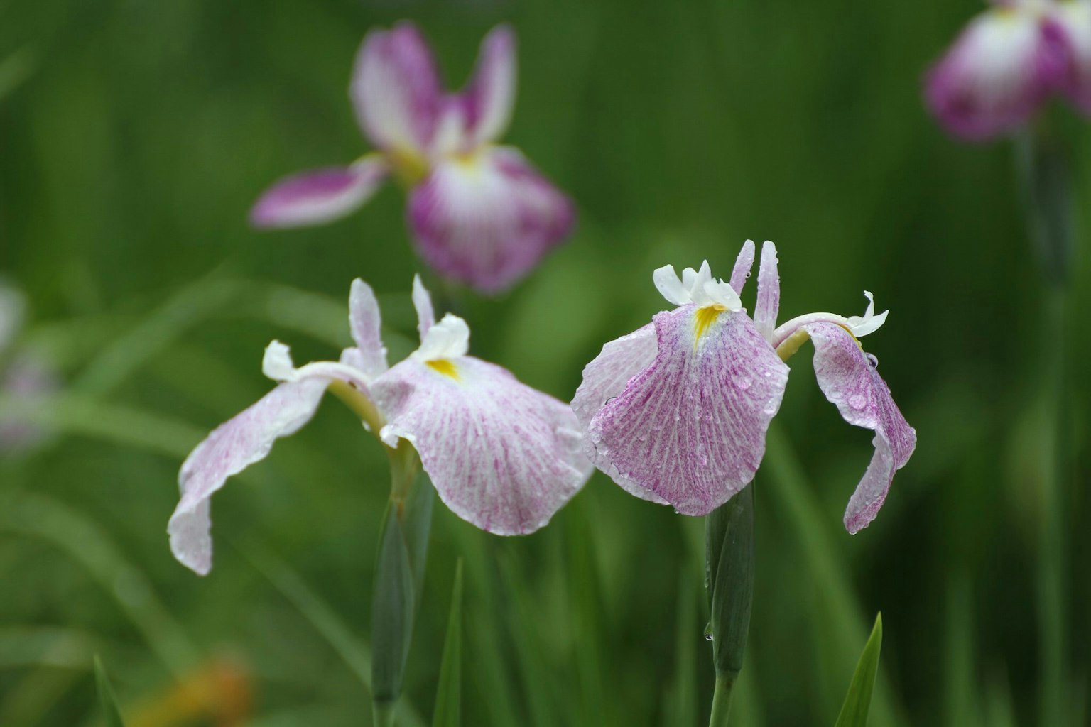 Gruppo di delicati fiori di iris viola che fioriscono in una zona umida