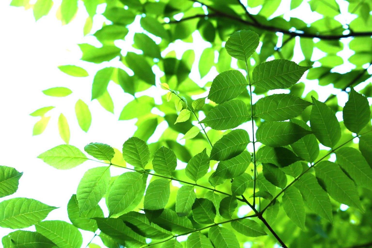 Vue d'en bas des feuilles vertes sur un fond lumineux
