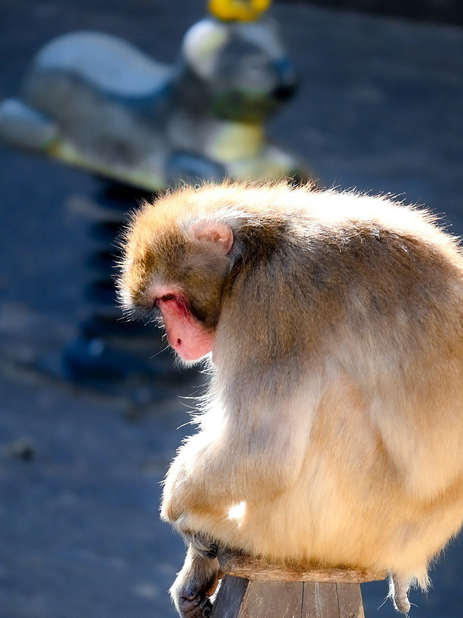 Un singe assis, le dos tourné