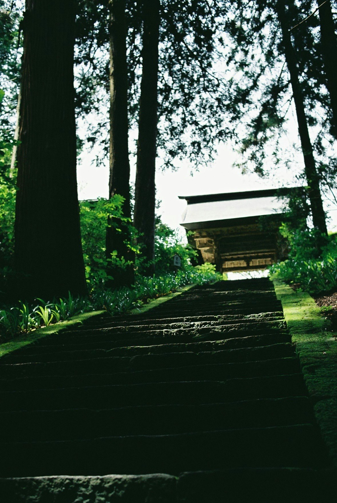 緑の森の石段と参道の鳥居のある景観