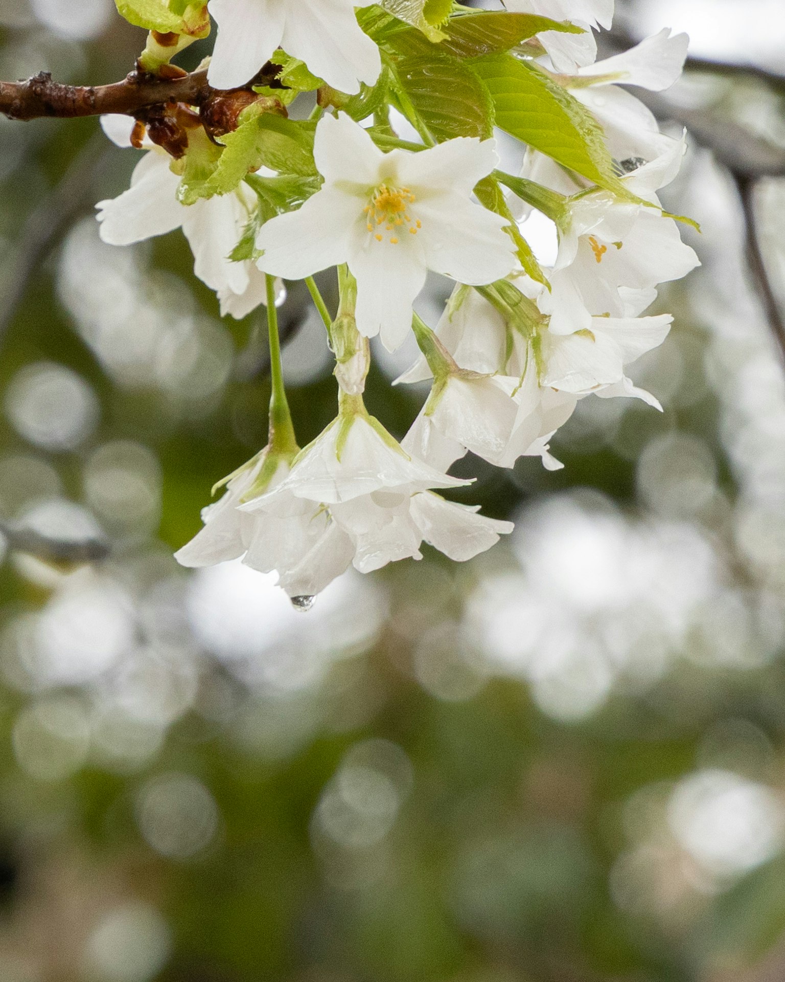 Flores de cerezo blancas colgando de una rama con un fondo verde borroso