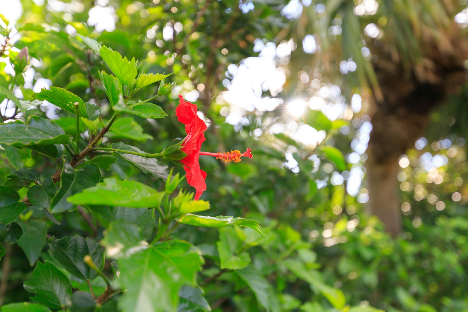 Flor roja vibrante floreciendo entre hojas verdes
