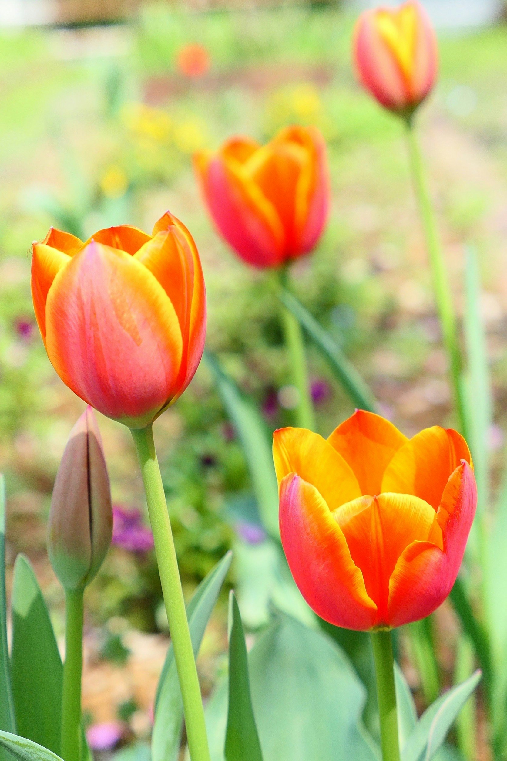 春の花壇で咲くチューリップの花