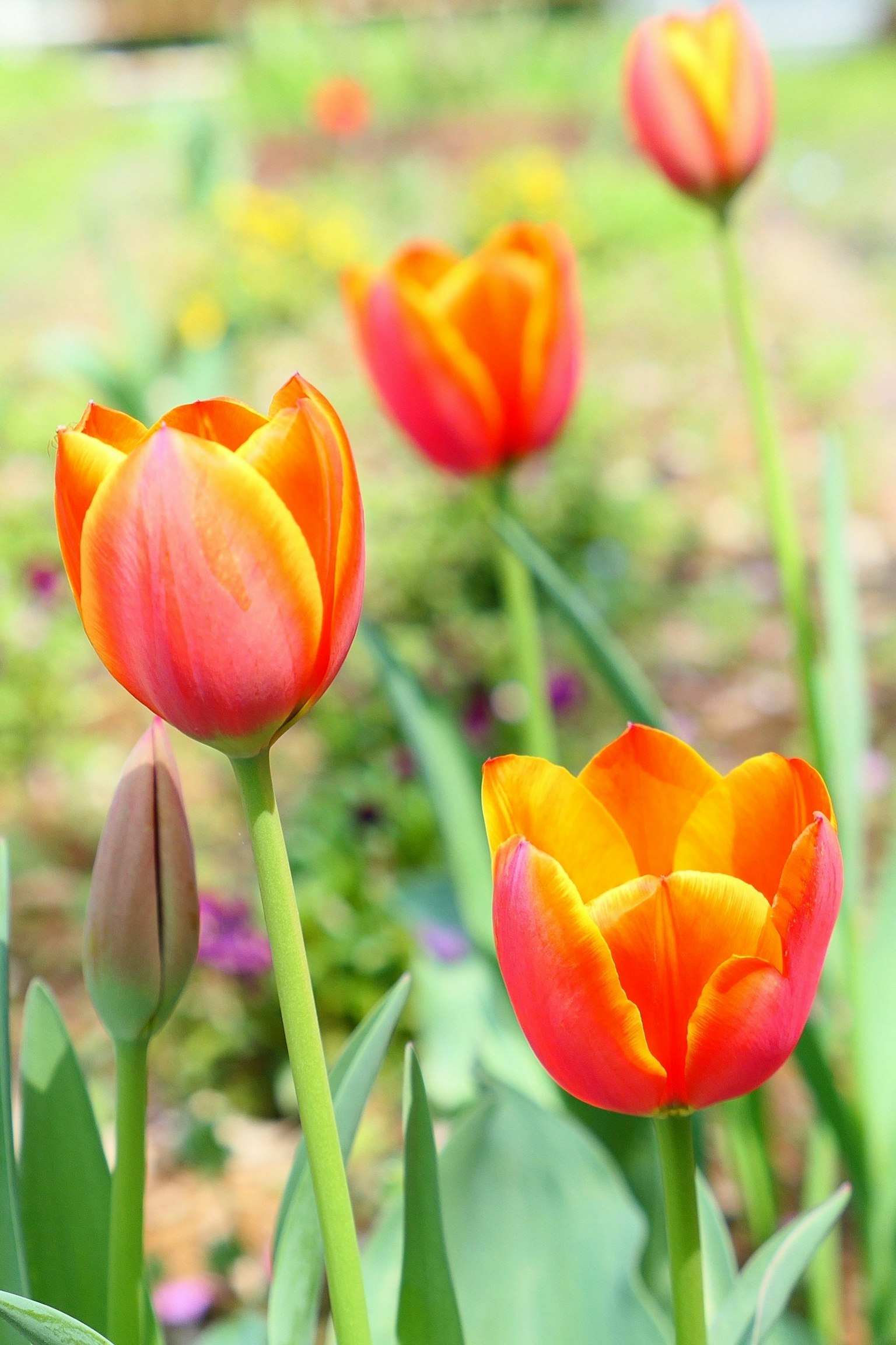 Ein lebendiger Garten mit blühenden orangefarbenen und gelben Tulpen