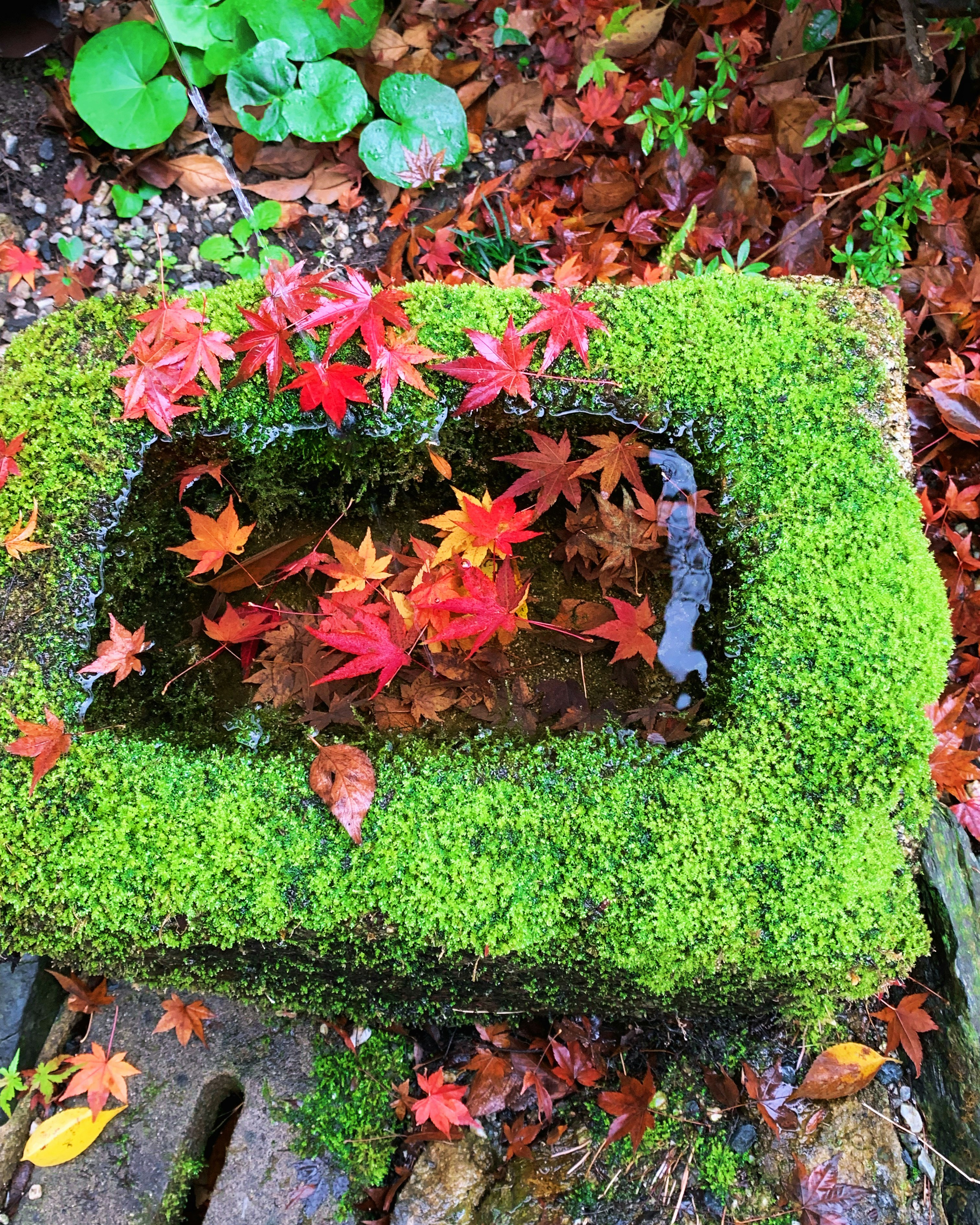 苔むした石の縁に広がる紅葉の葉