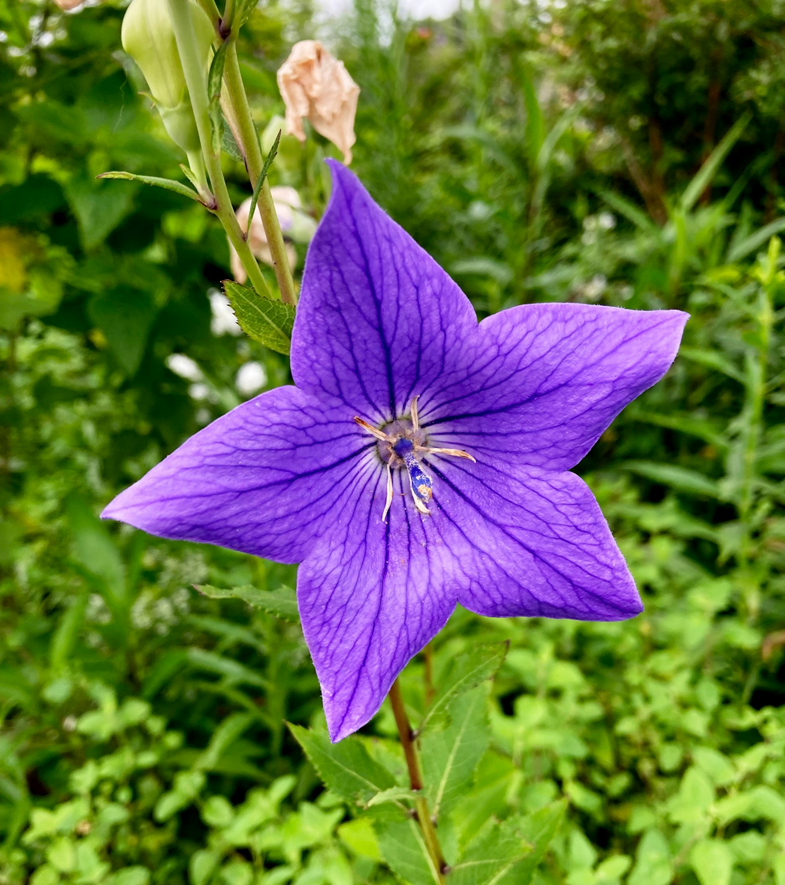 Un fiore a forma di stella viola vibrante che sboccia su uno sfondo verde