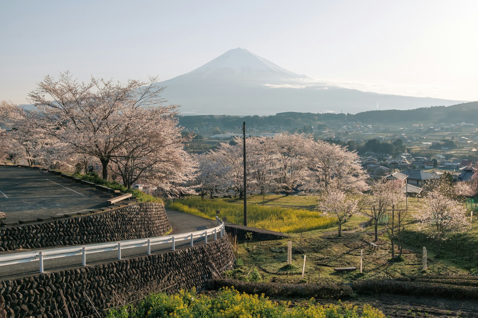 櫻花樹和富士山的風景