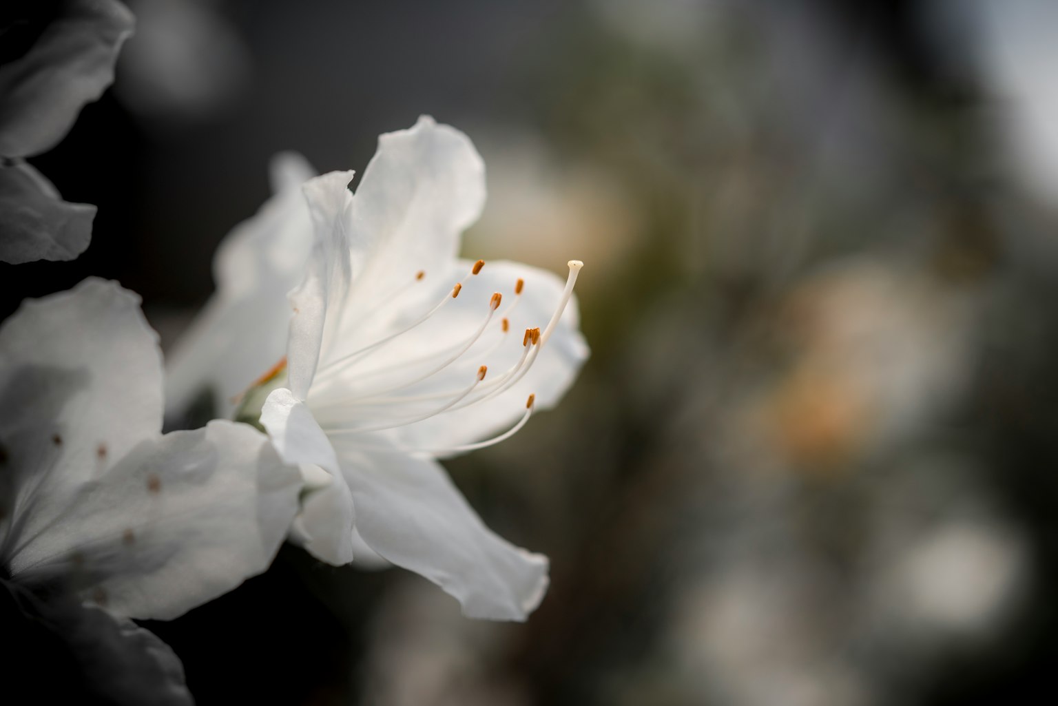 白色花朵特寫，橙色雄蕊的杜鵑花