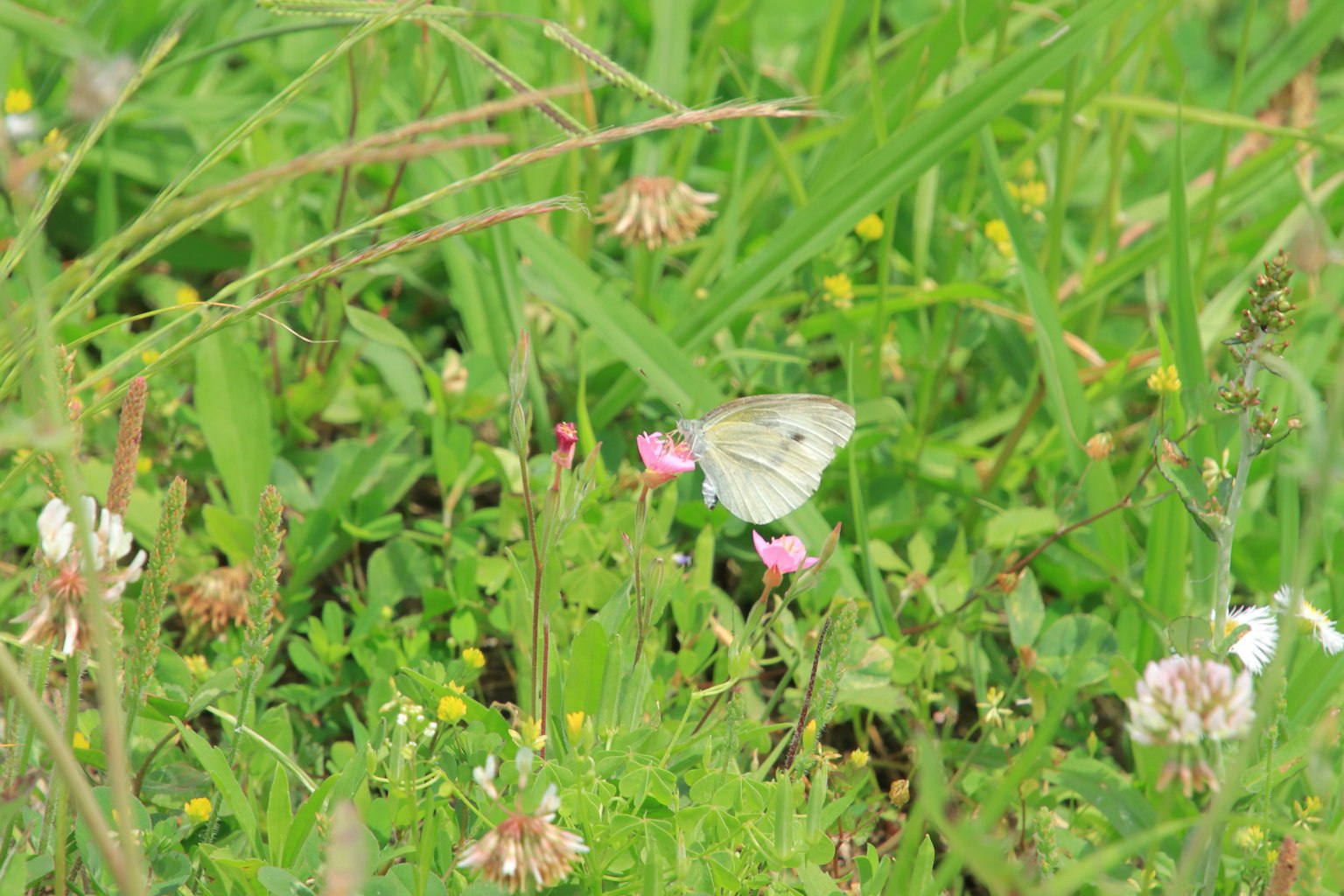 Una pequeña mariposa blanca entre flores coloridas en un campo de hierba