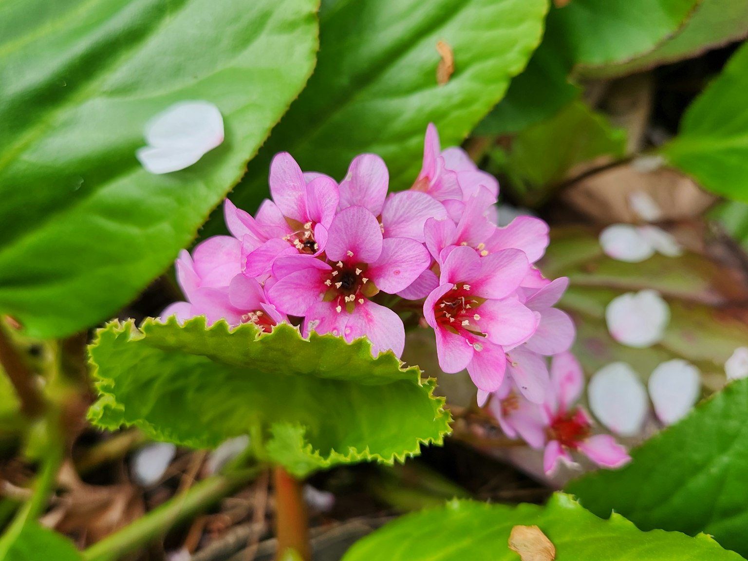 Nahaufnahme einer Pflanze mit rosa Blüten und grünen Blättern