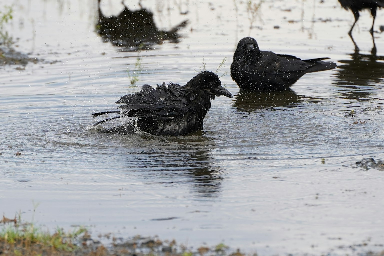 Un groupe de corbeaux jouant dans une flaque d'eau