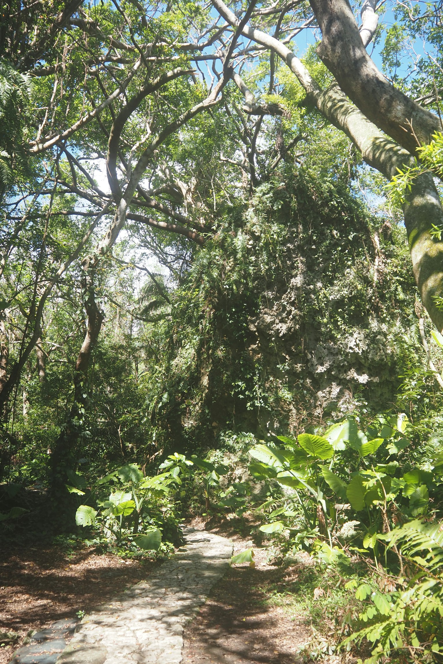 Sentiero boschivo lussureggiante circondato da alberi e vegetazione