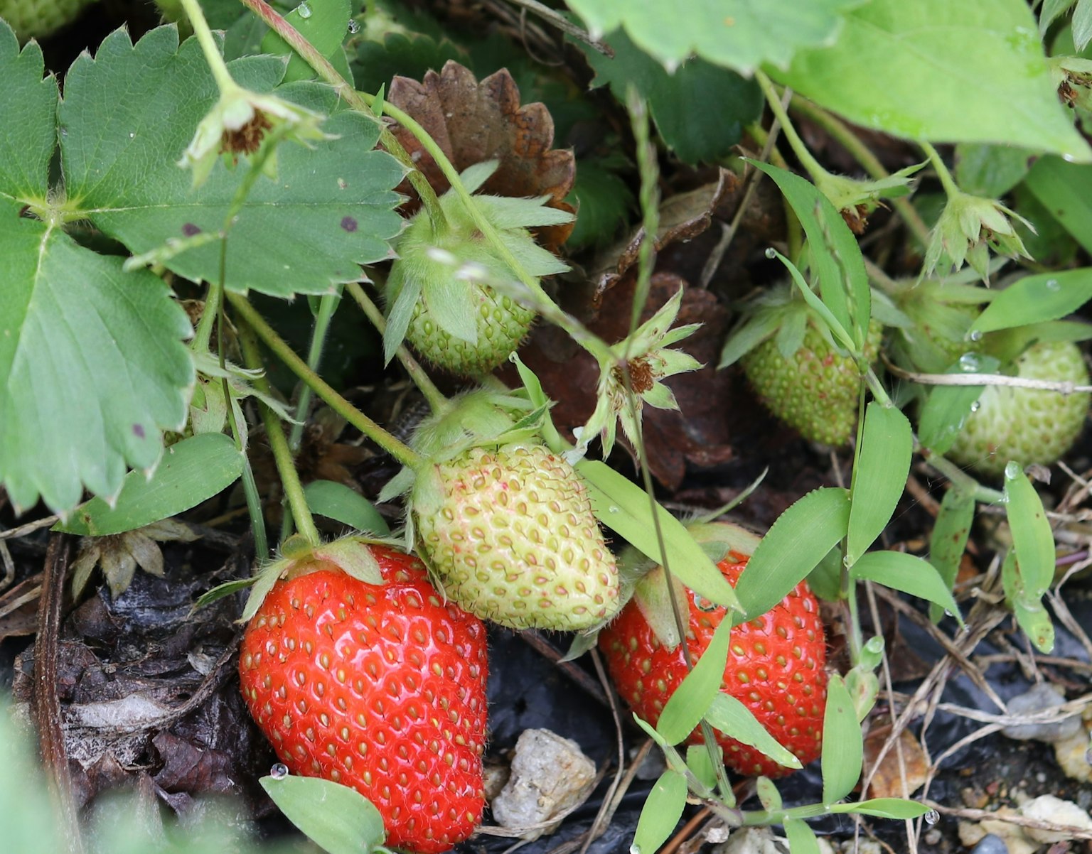 Rote Erdbeeren und grüne unreife Erdbeeren, die zwischen grünen Blättern wachsen