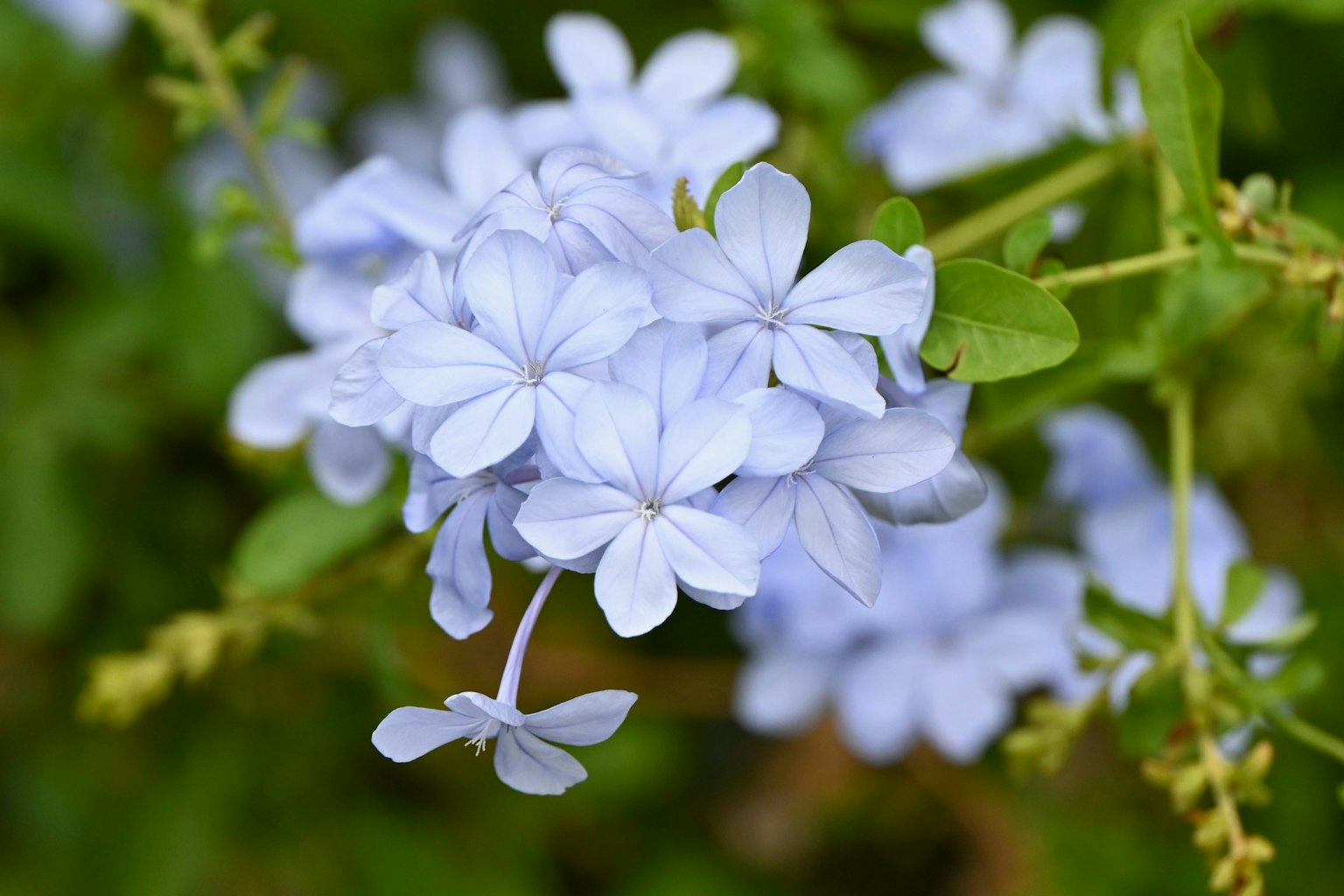 Acercamiento de delicadas flores azul claro en un fondo verde exuberante