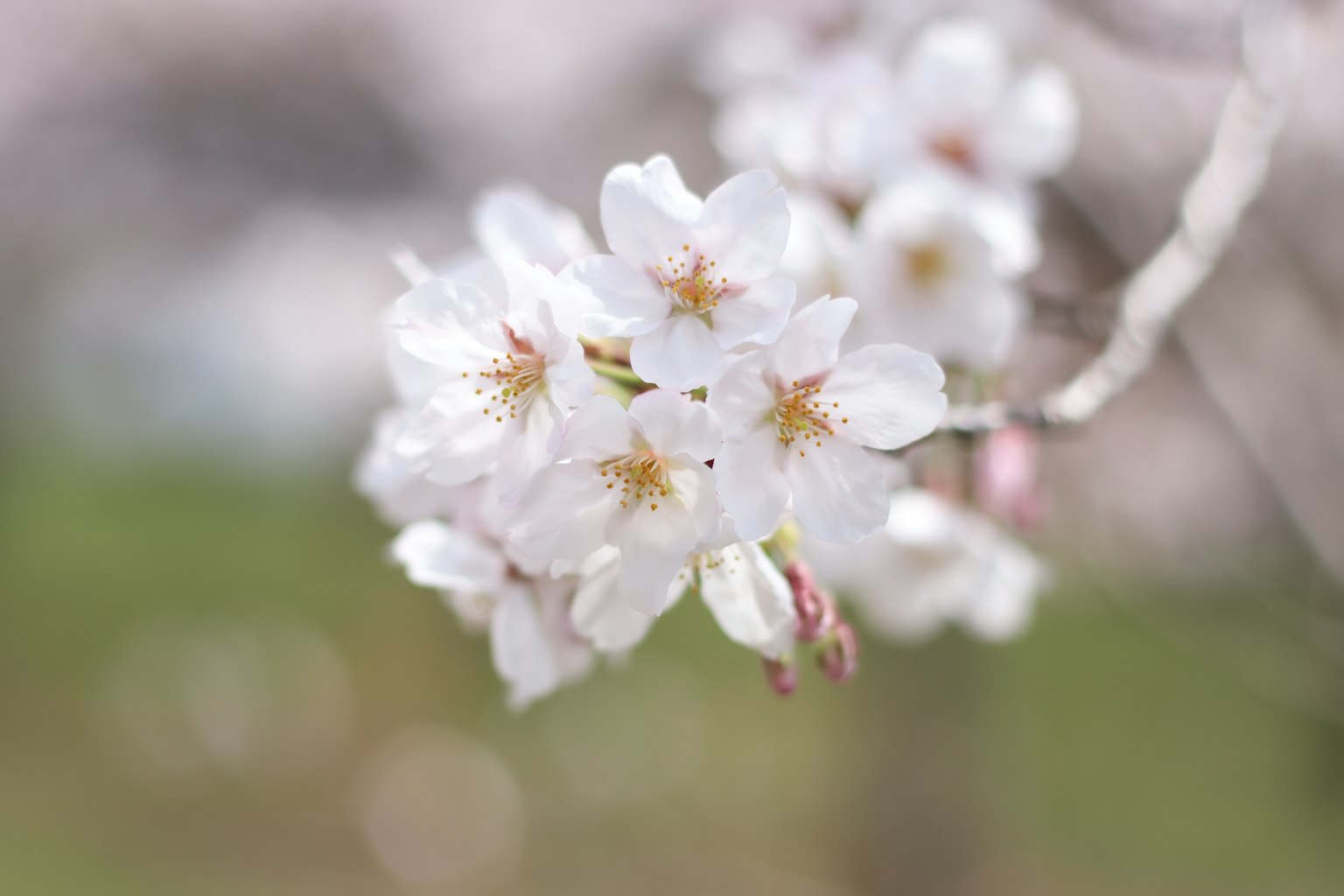 Fleurs de cerisier en fleurs avec des pétales blancs et des centres jaunes