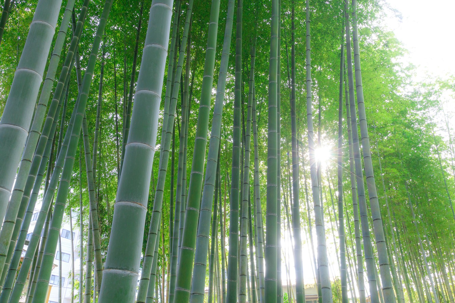 Lush bamboo grove illuminated by sunlight