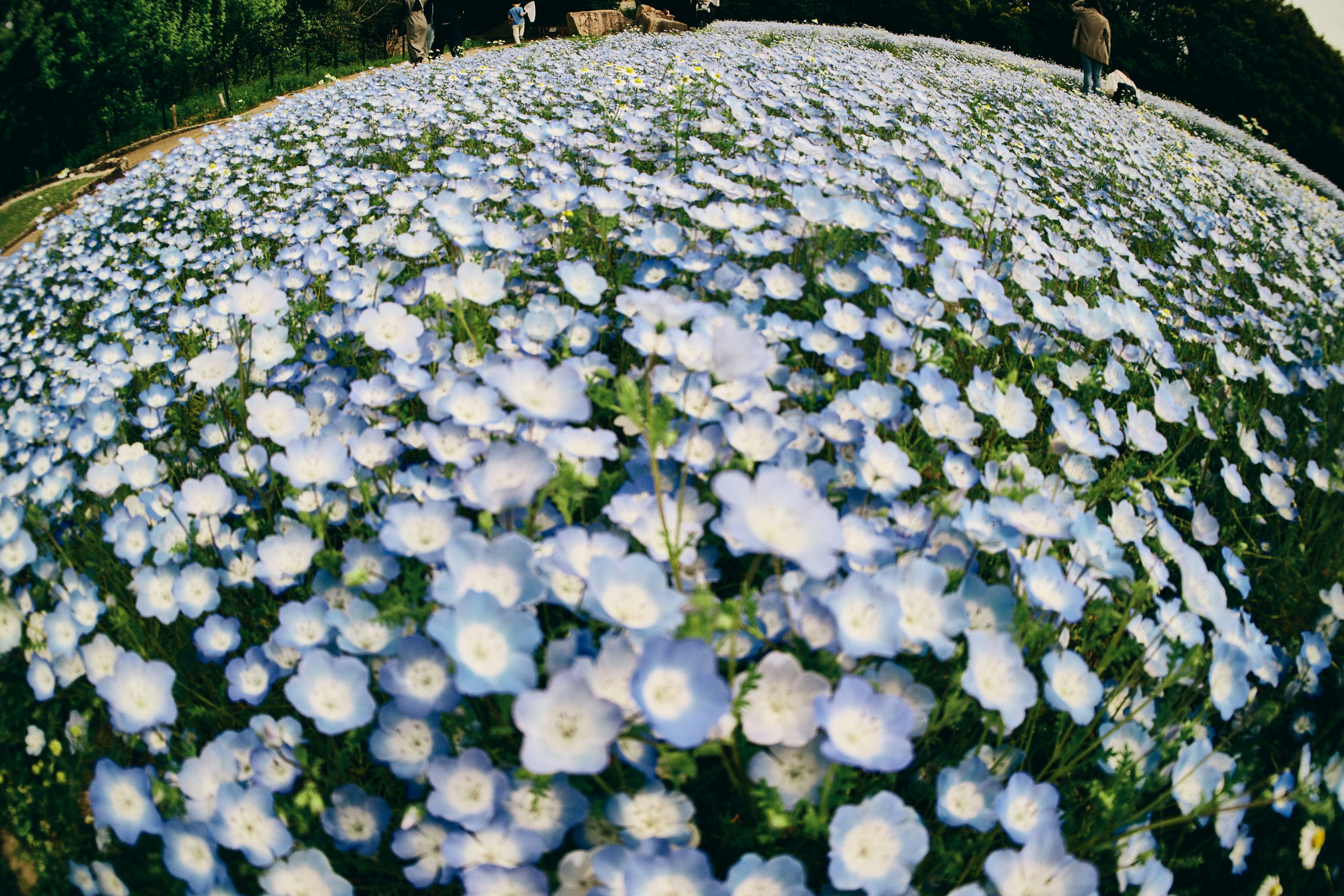 เนินเขาที่เต็มไปด้วยดอกไม้สีฟ้าอ่อนและสีขาวบานสะพรั่ง