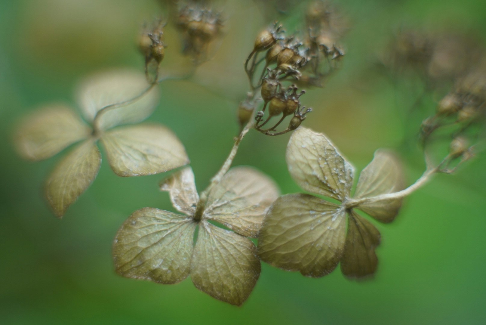 緑の背景に浮かぶ乾いた花びらと昆虫