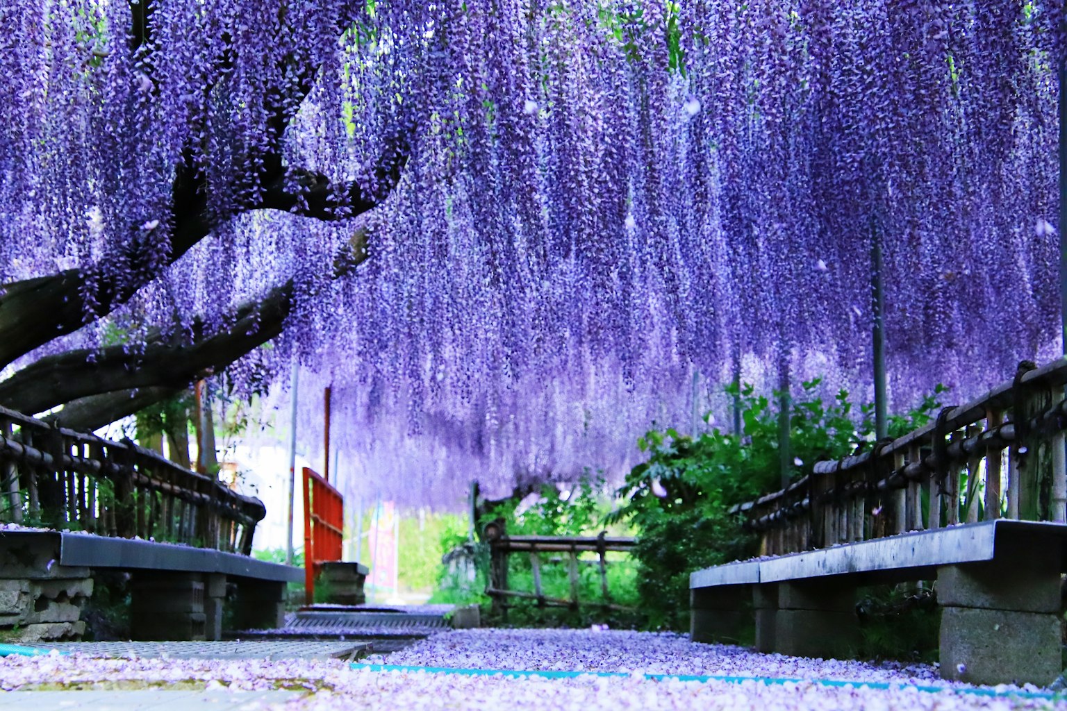 Đường hầm hoa glycine treo đẹp