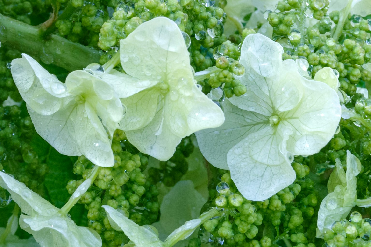 Nahaufnahme von blassen grünen Blumen und Knospen mit Tropfen
